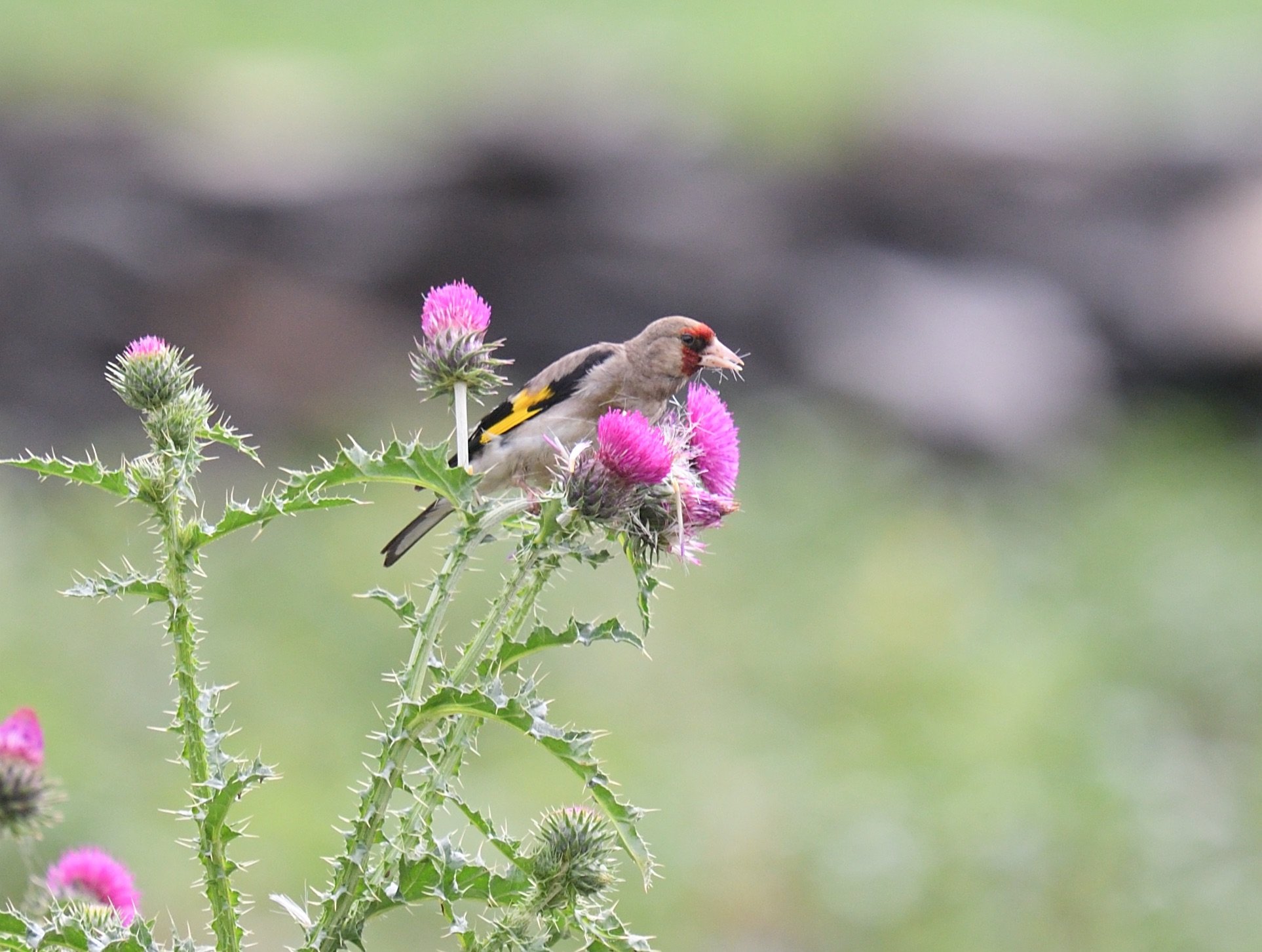 Eastern Goldfinch