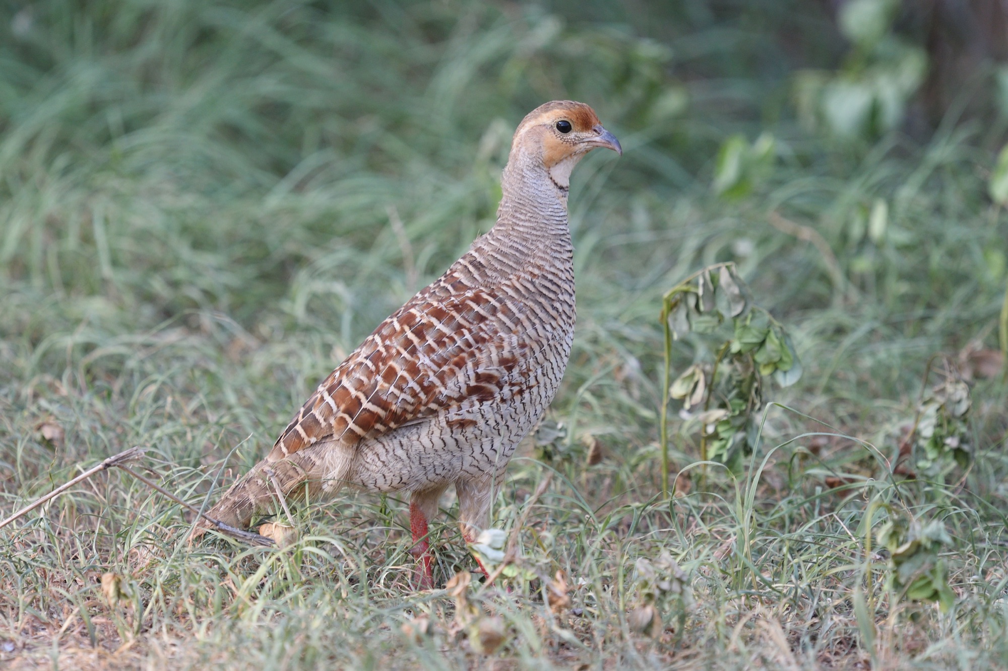 Grey Francolin