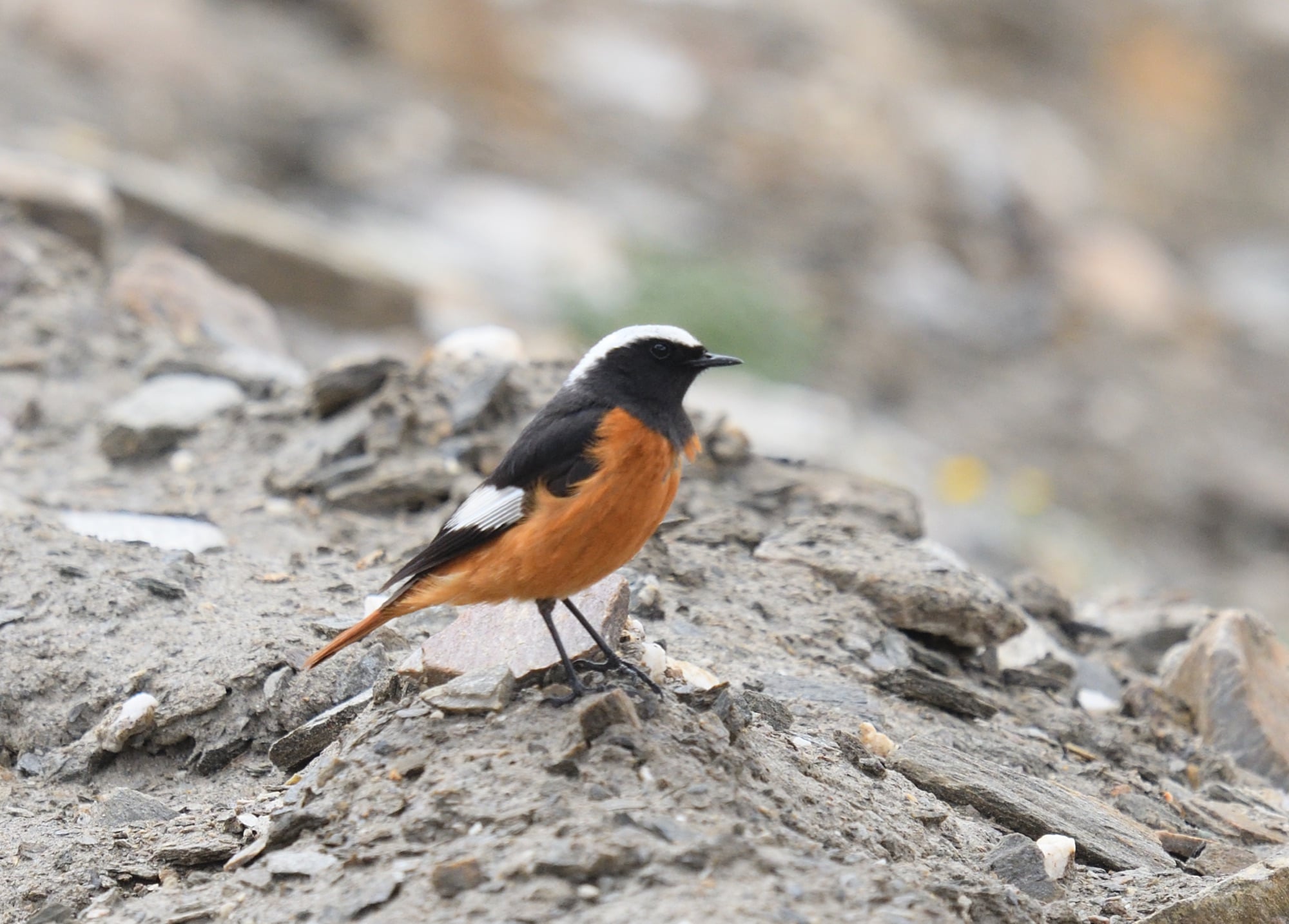 white-winged redstart