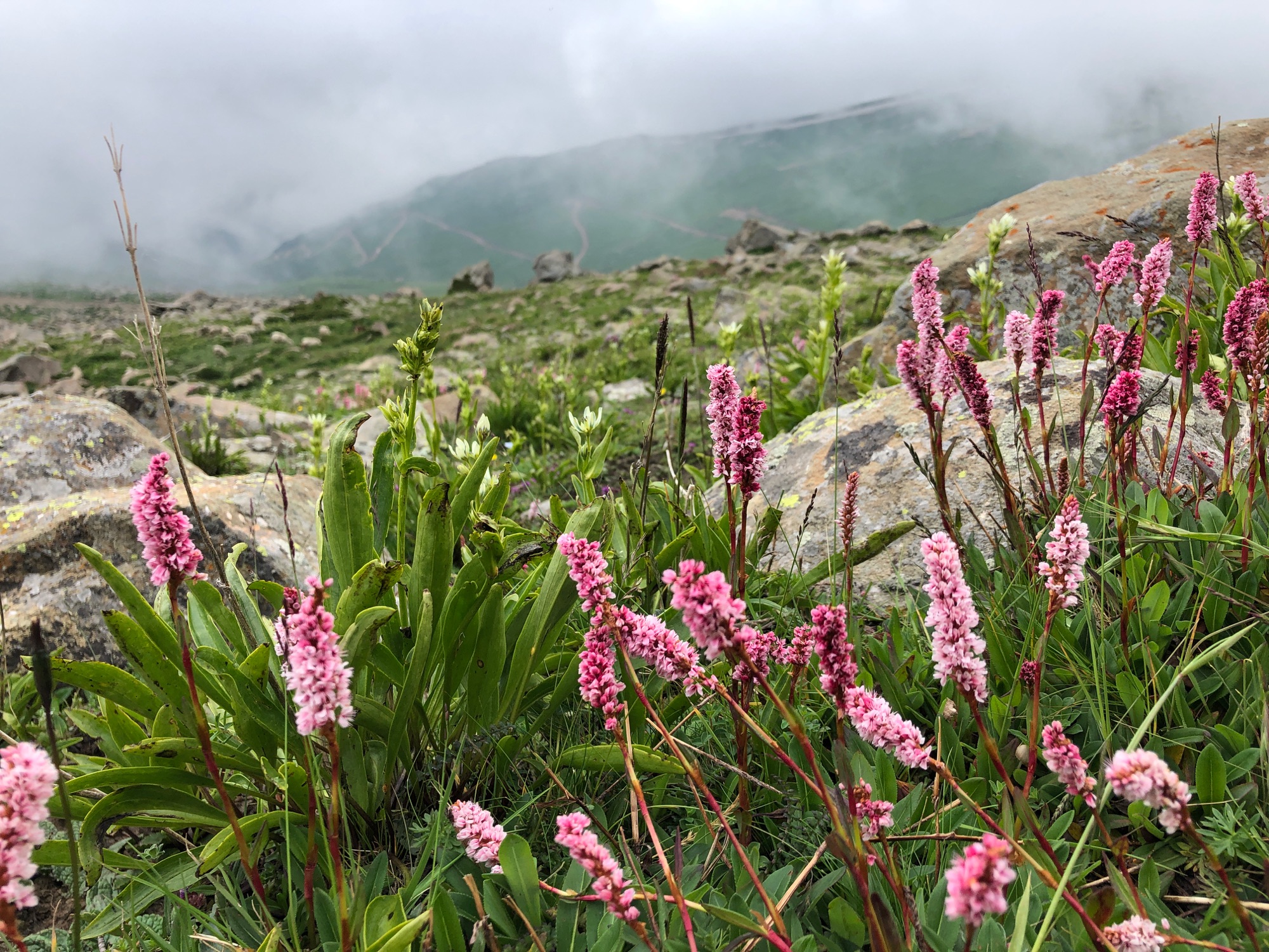 gulmarg scenery