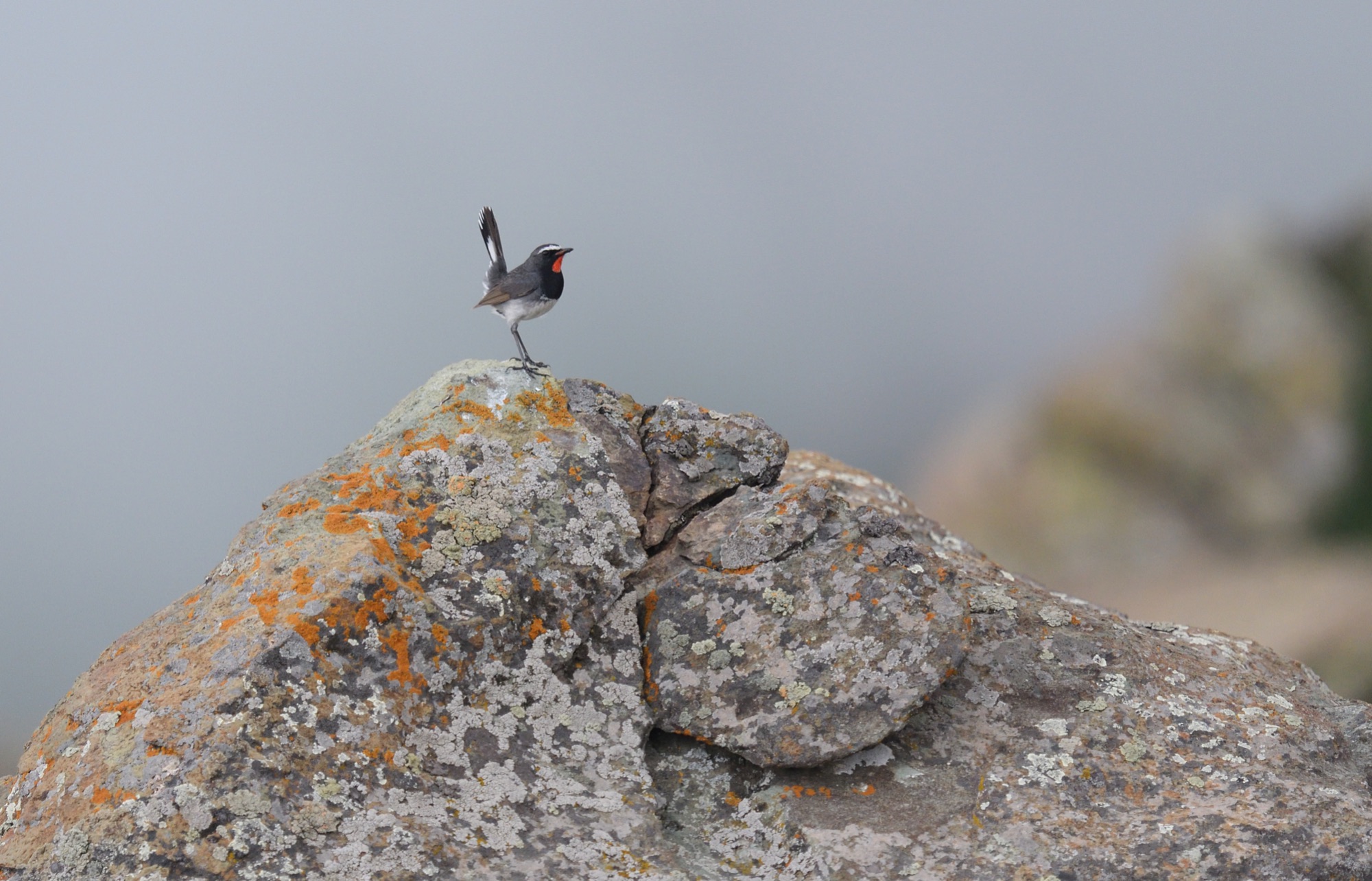 himalayan rubythroat