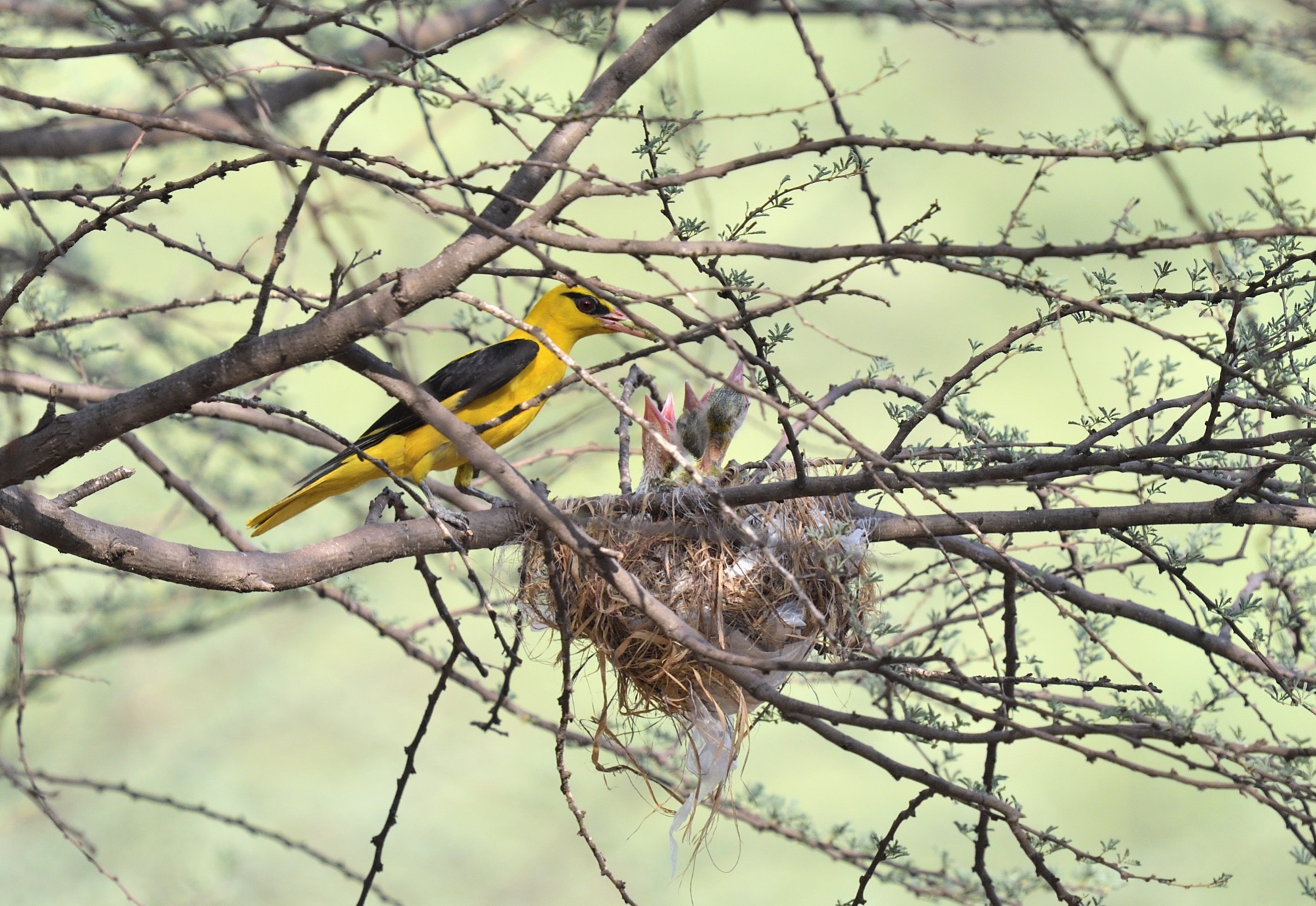 Indian Golden Oriole