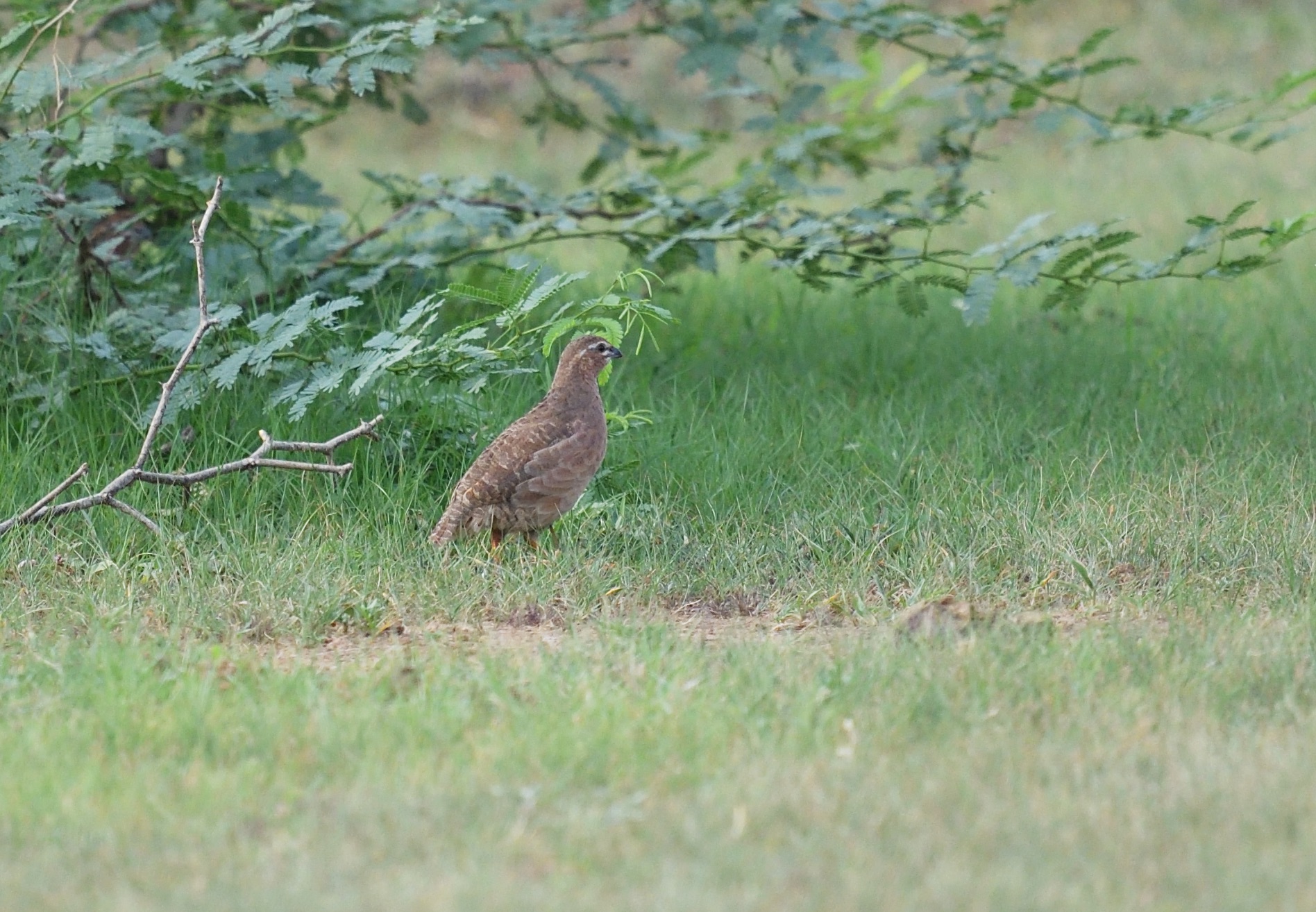 Rock Bush Quail