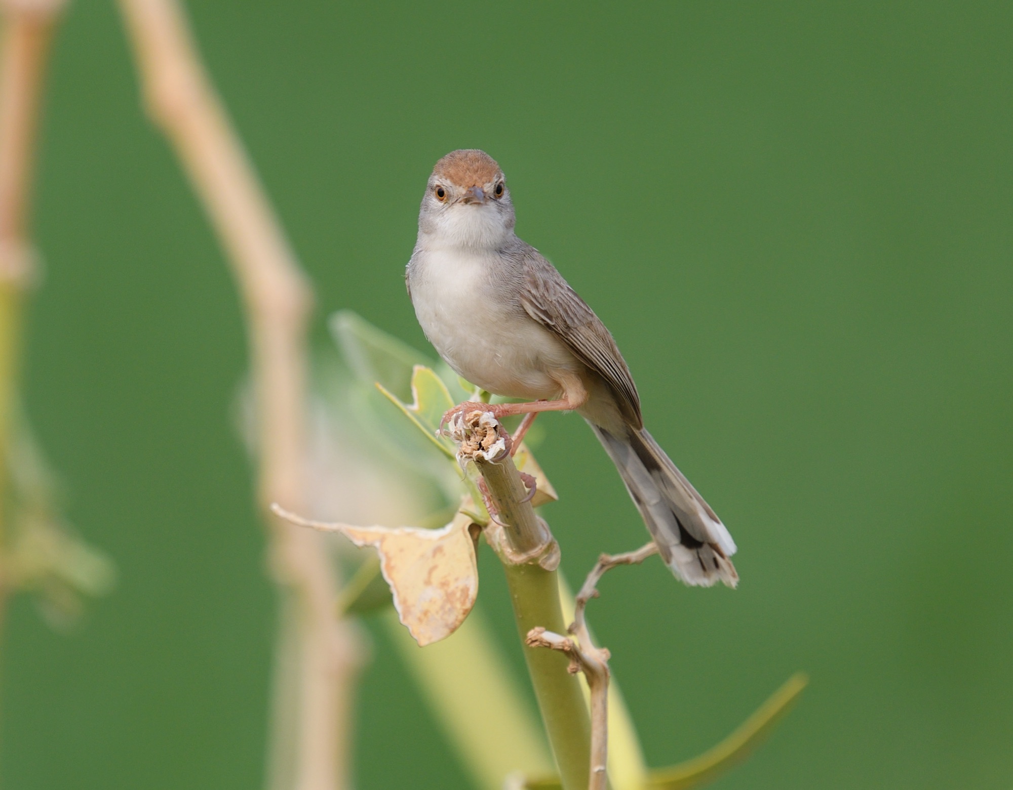 Rufous-fronted Prinia