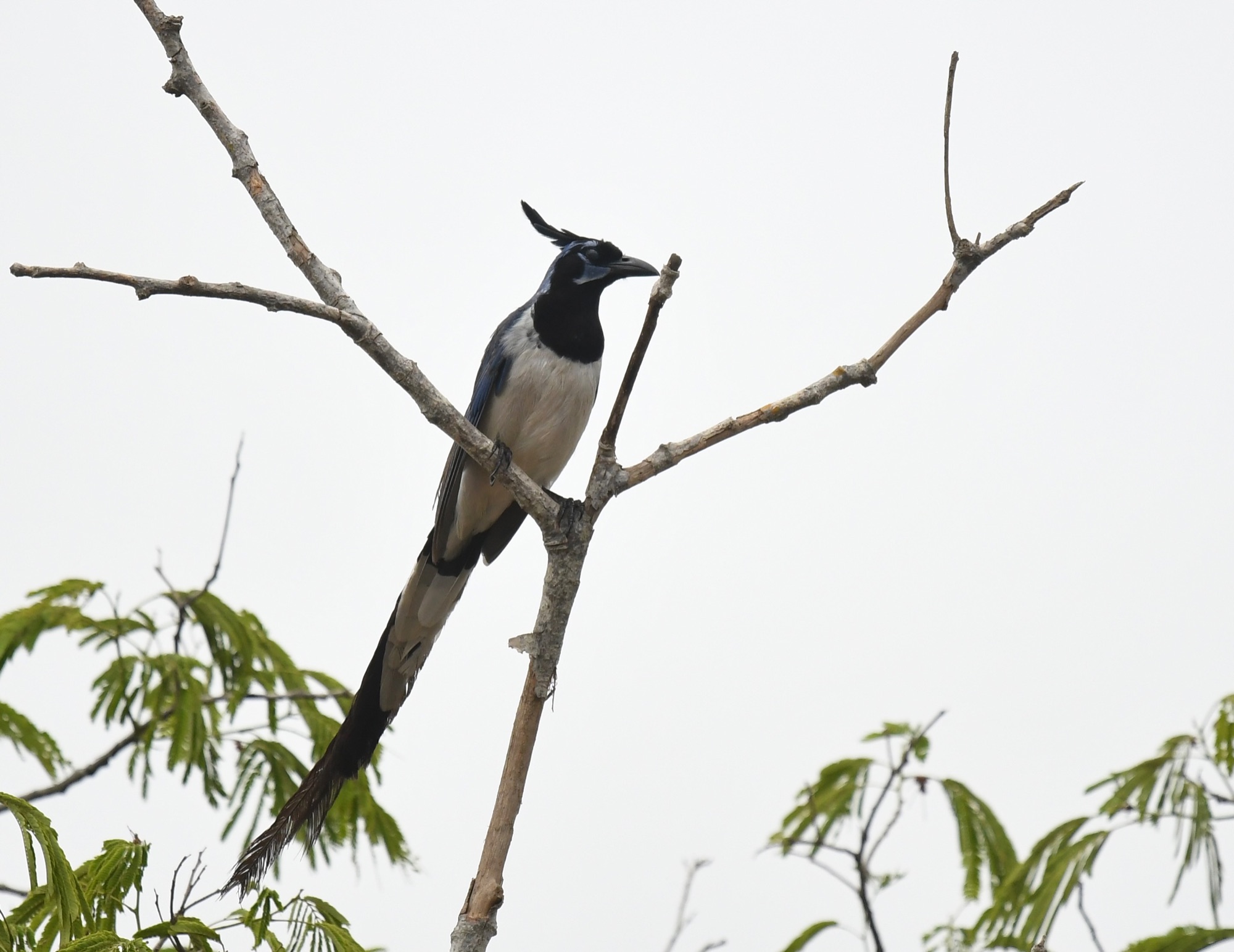 black-throated magpie-jay