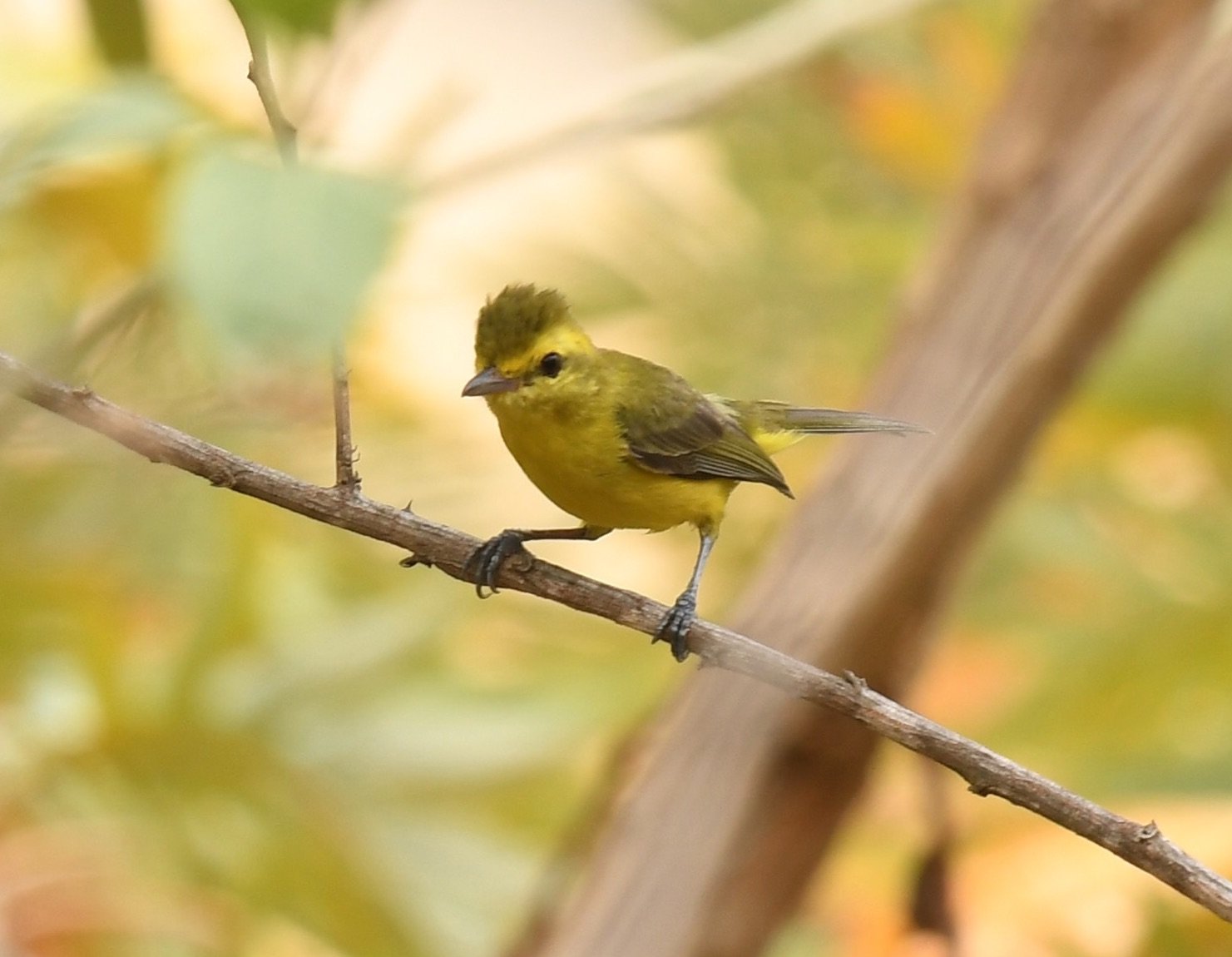 golden vireo