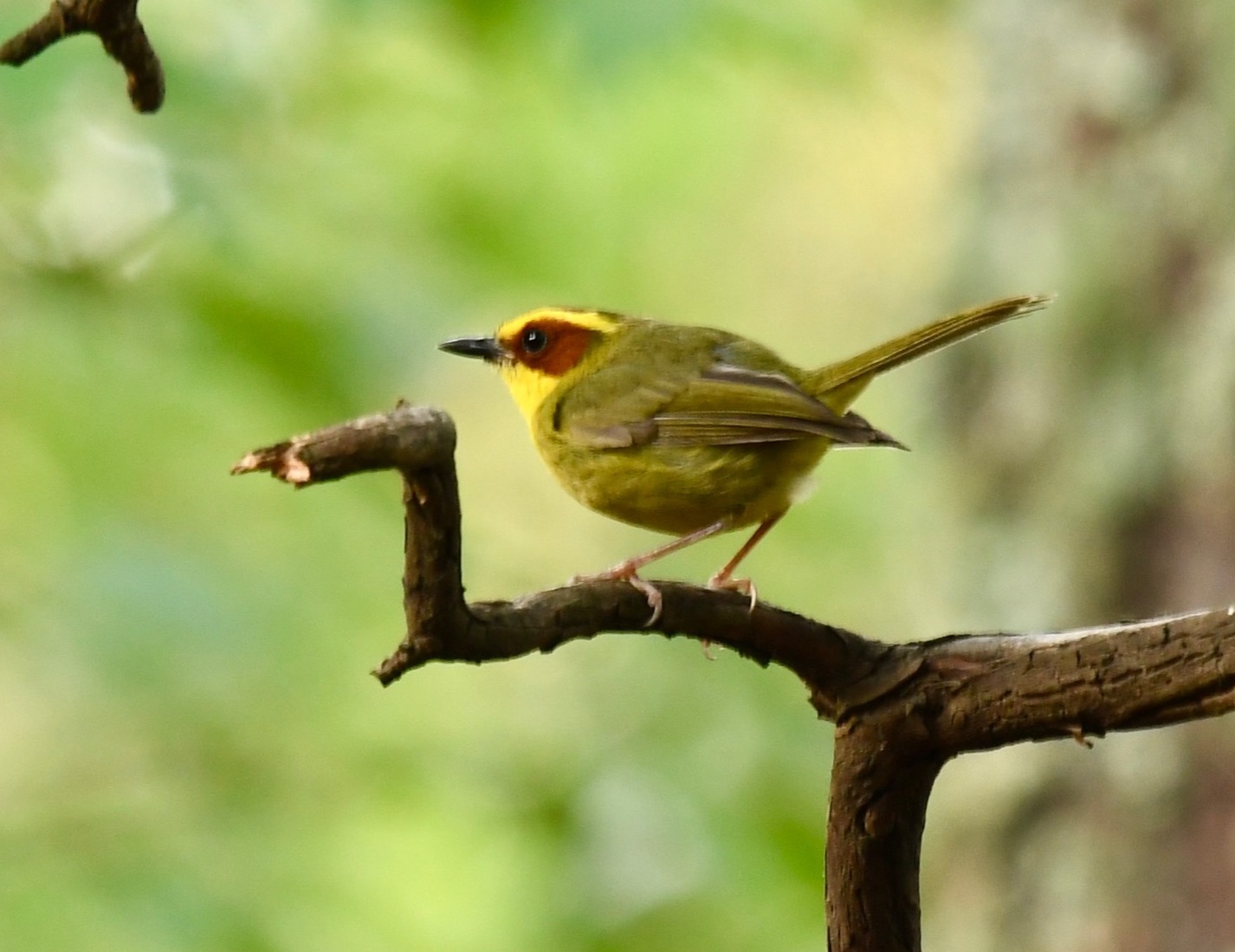 golden-browed warbler