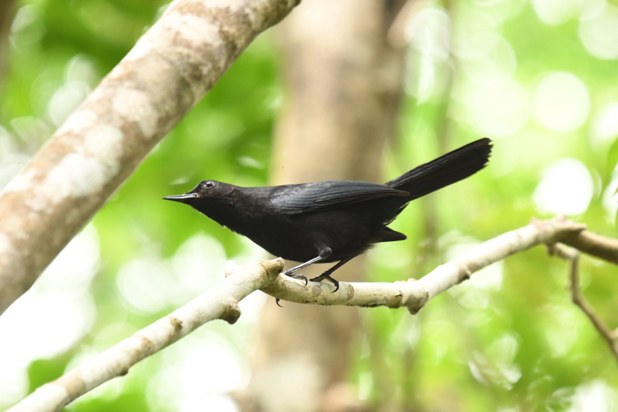 Black Catbird