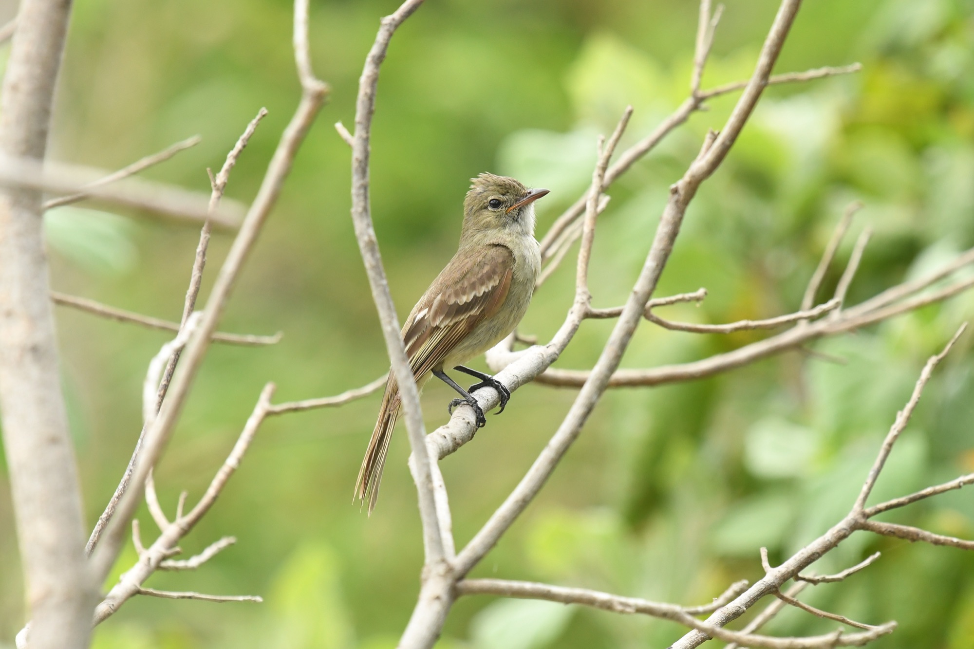Caribbean Elaenia