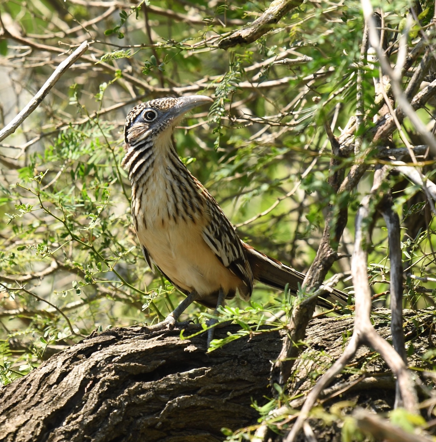 Lesser Roadrunner