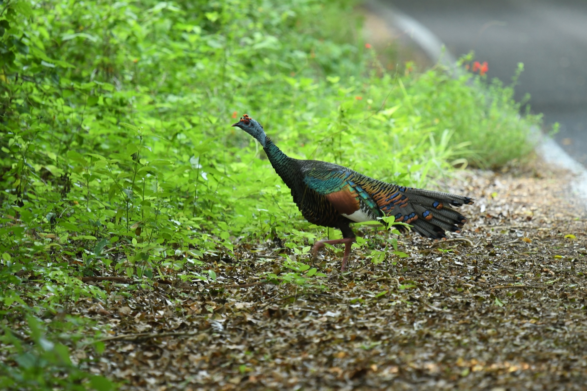 Ocellated Turkey