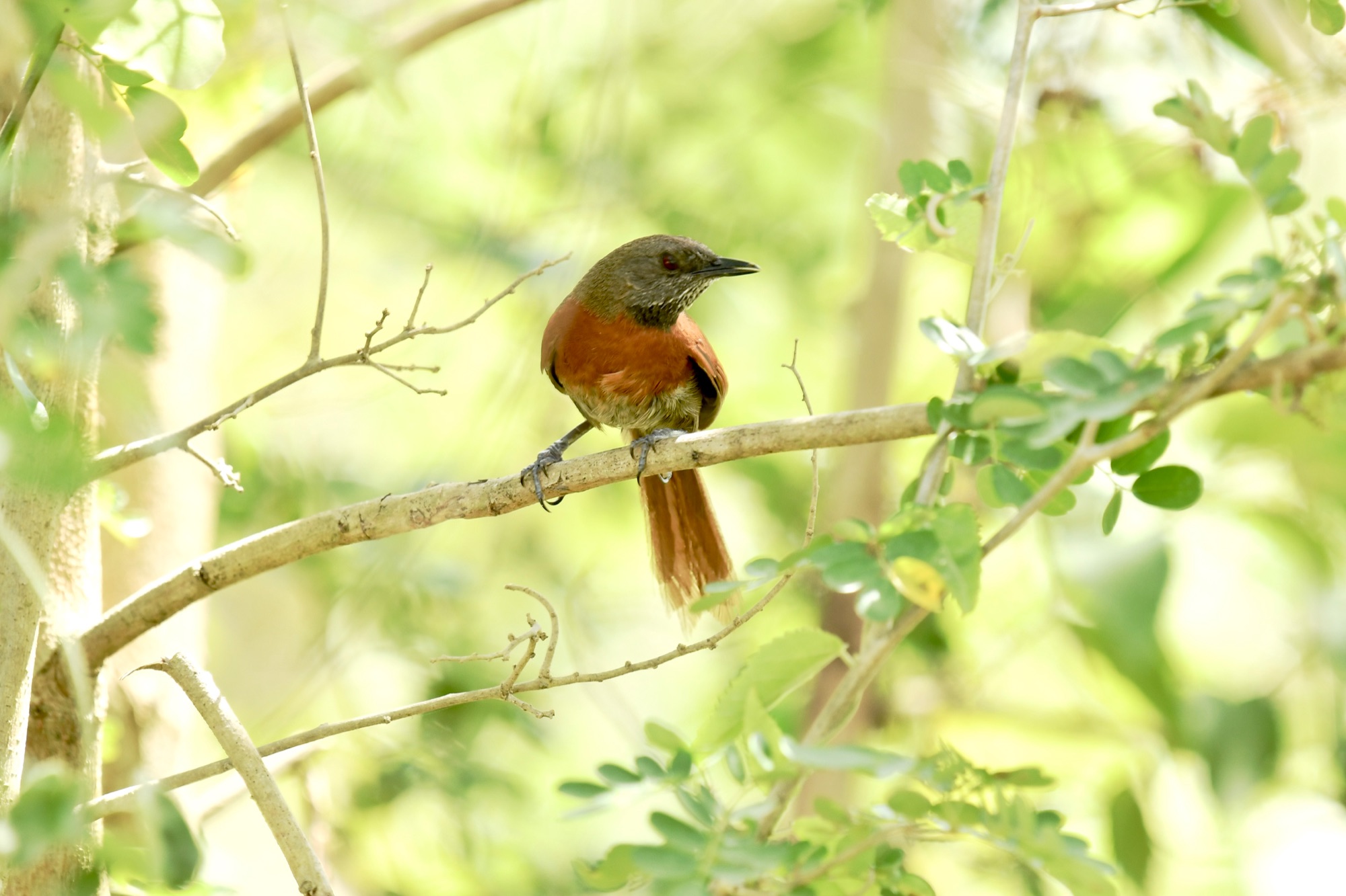 Rufous-breasted Spinetail