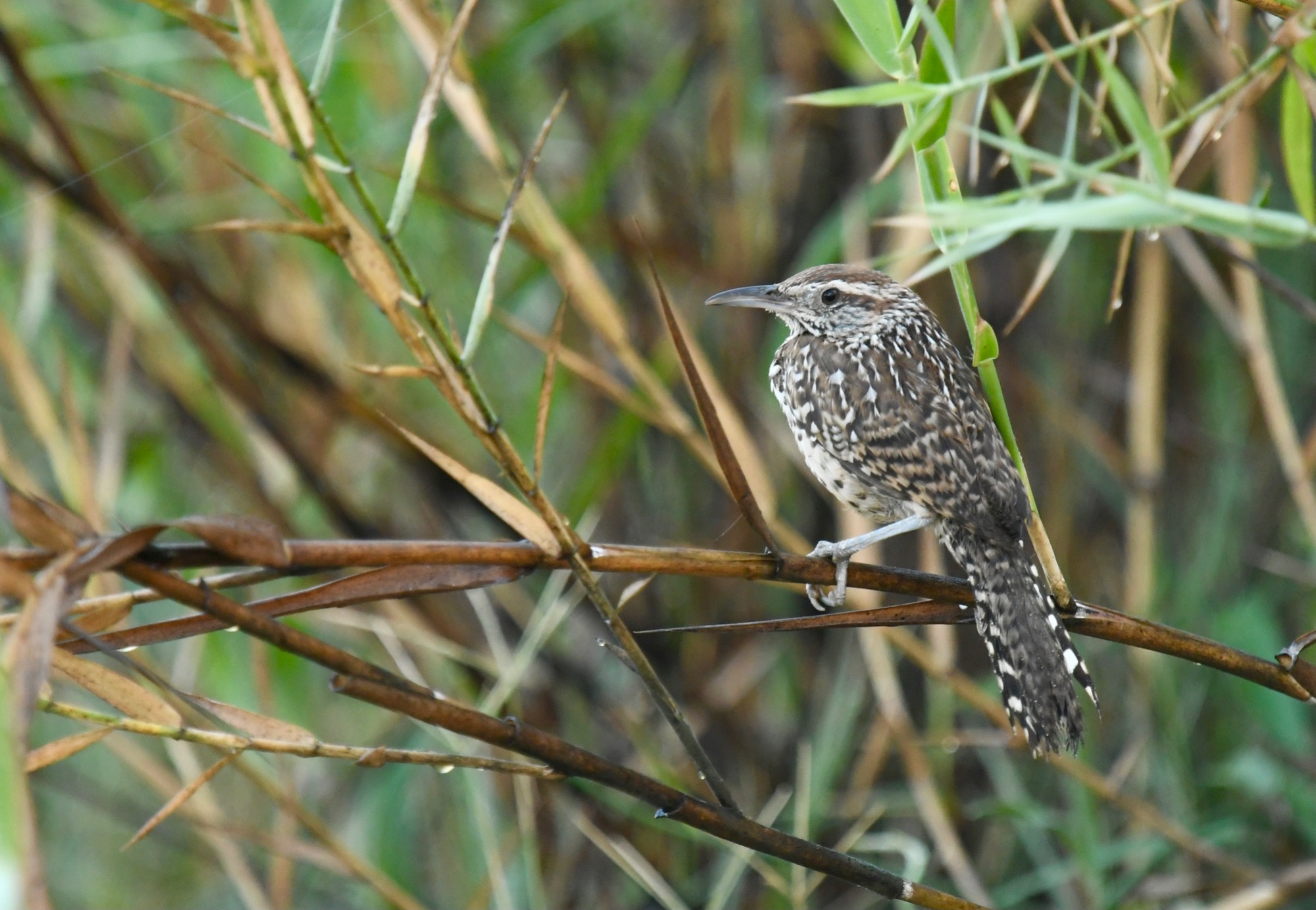 Cactus Wren