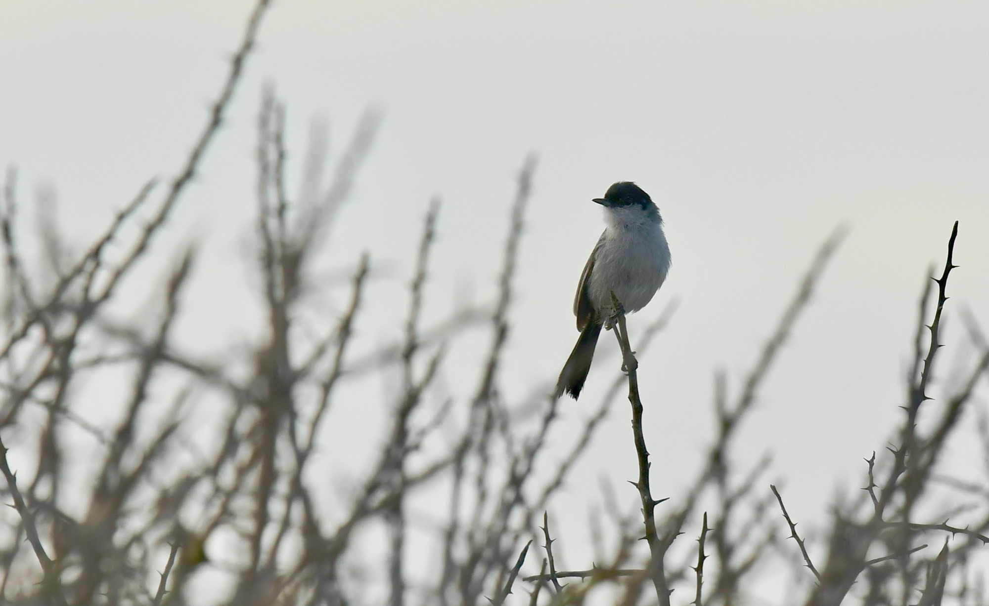 California Gnatcatcher