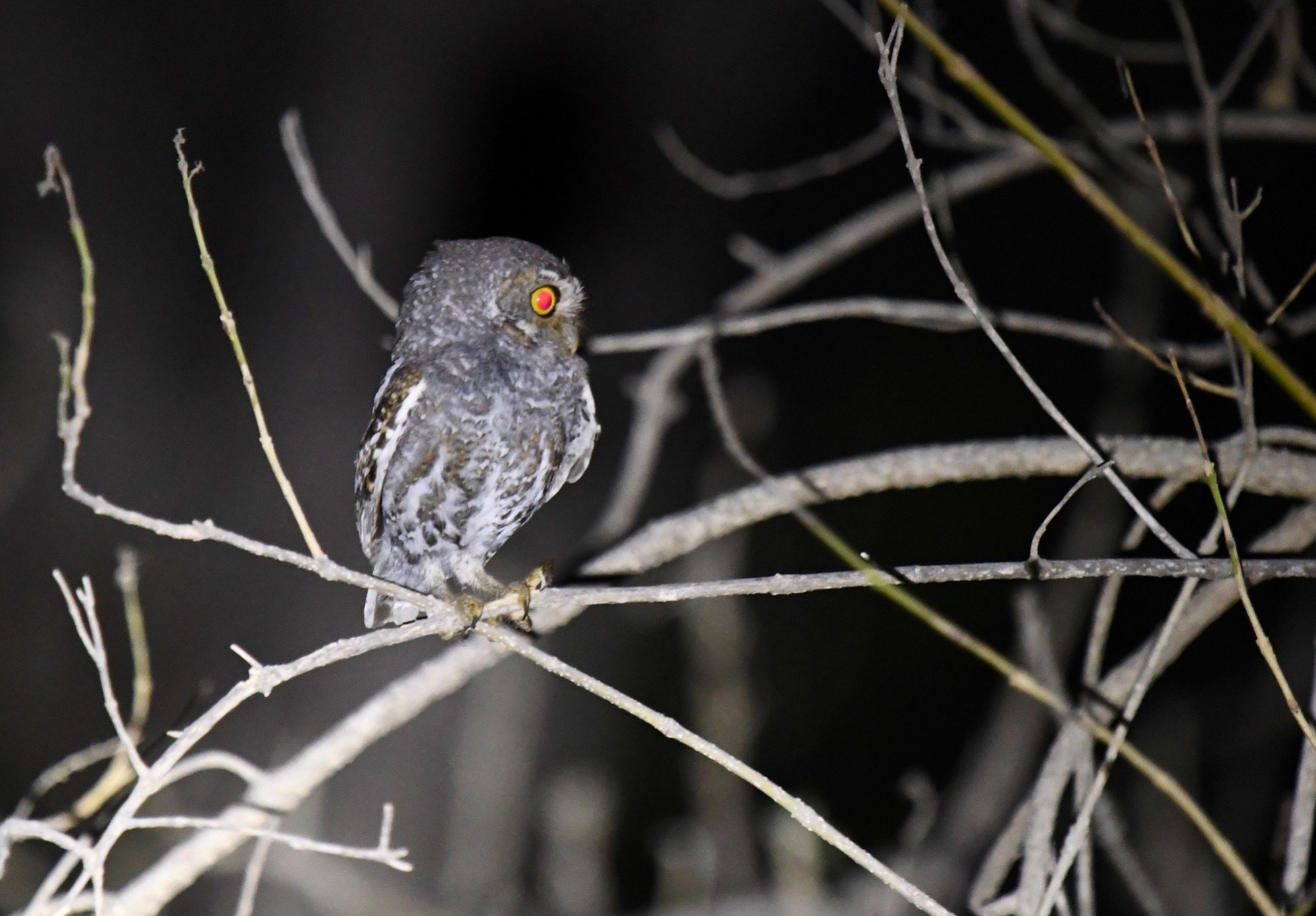 Elf Owl