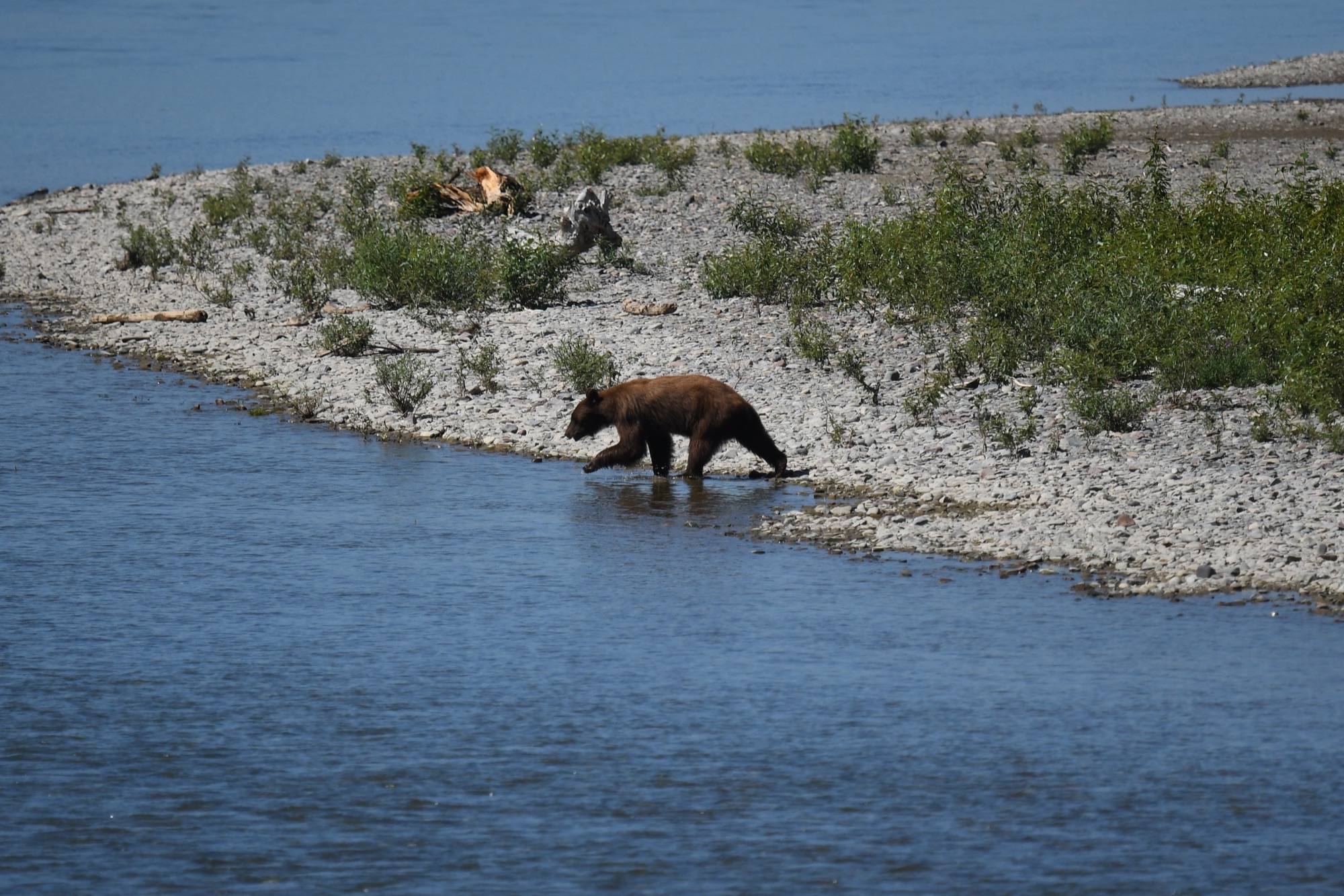 American Black Bear - Glacier NP