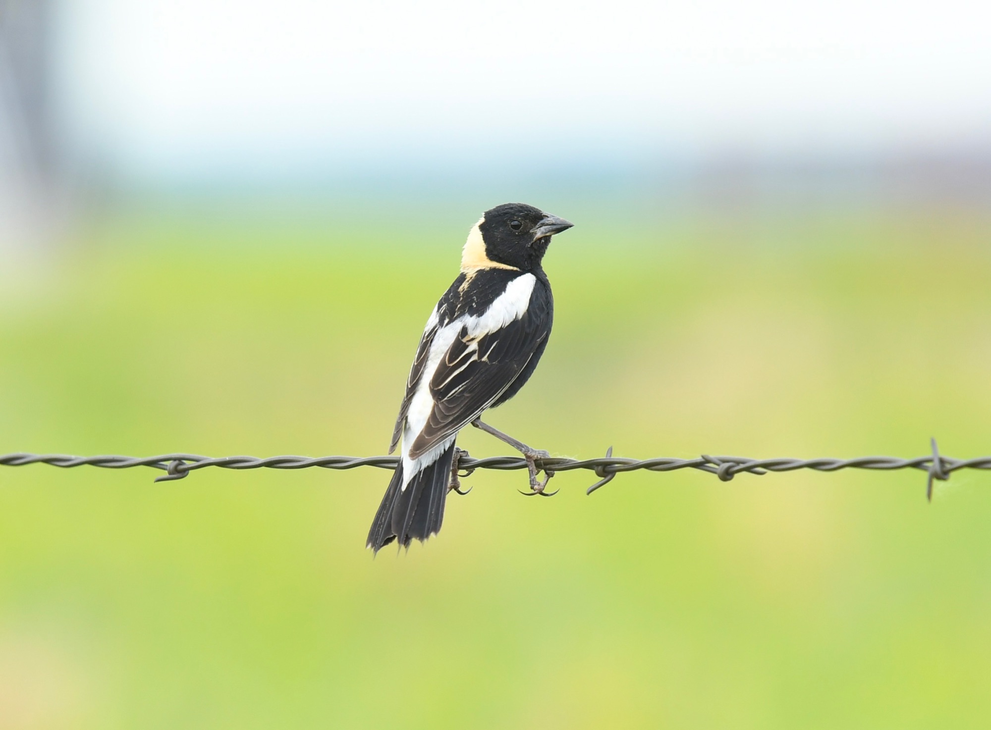 Bobolink