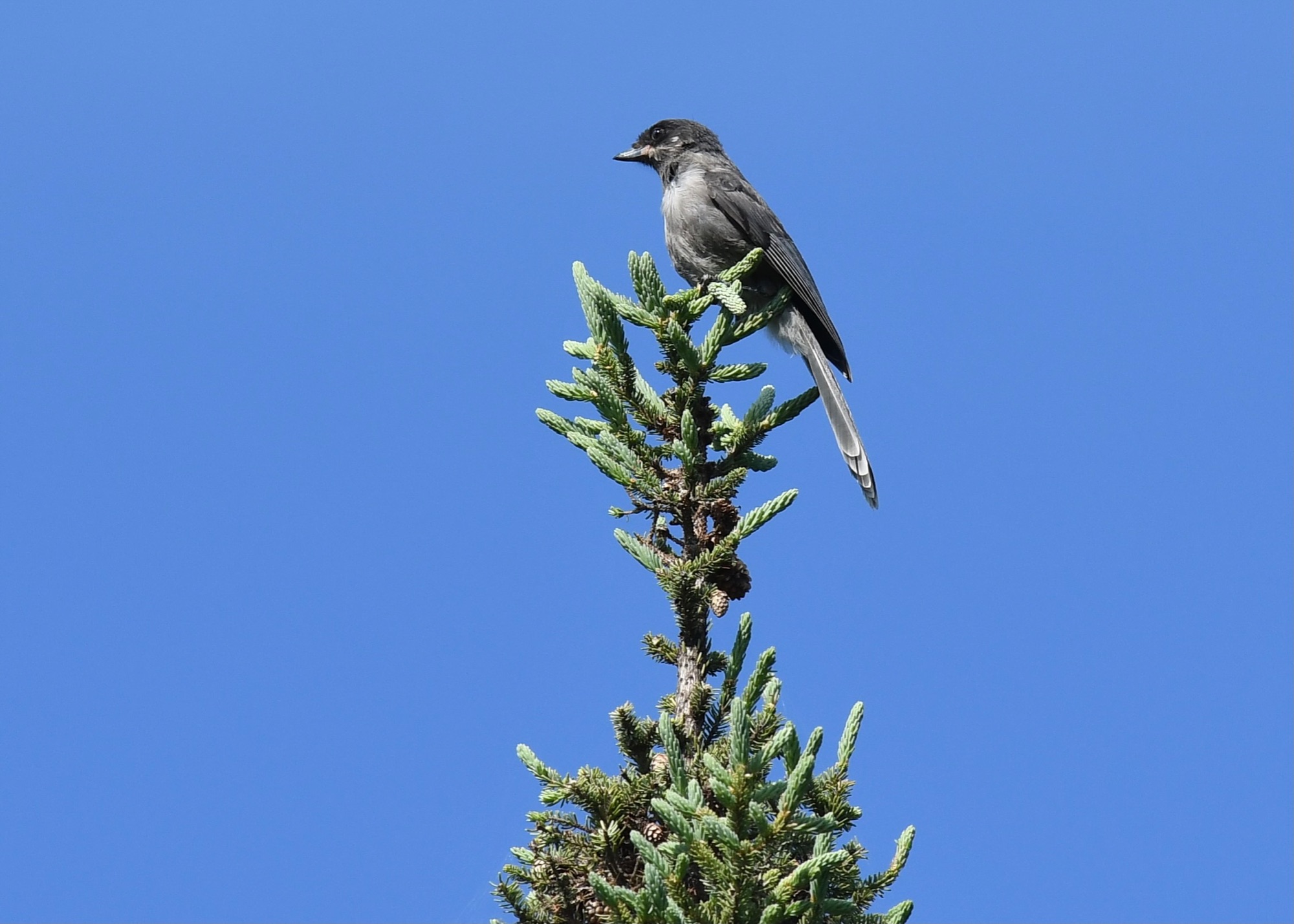 canada jay