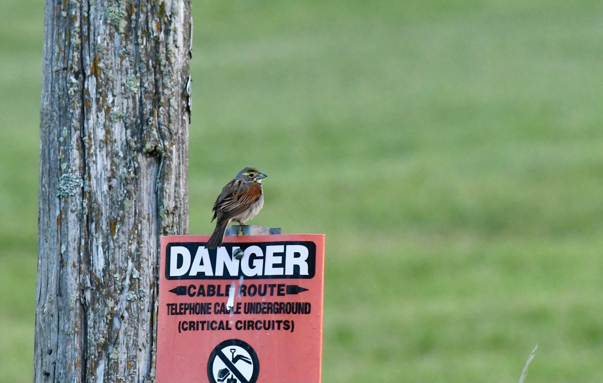 dickcissel