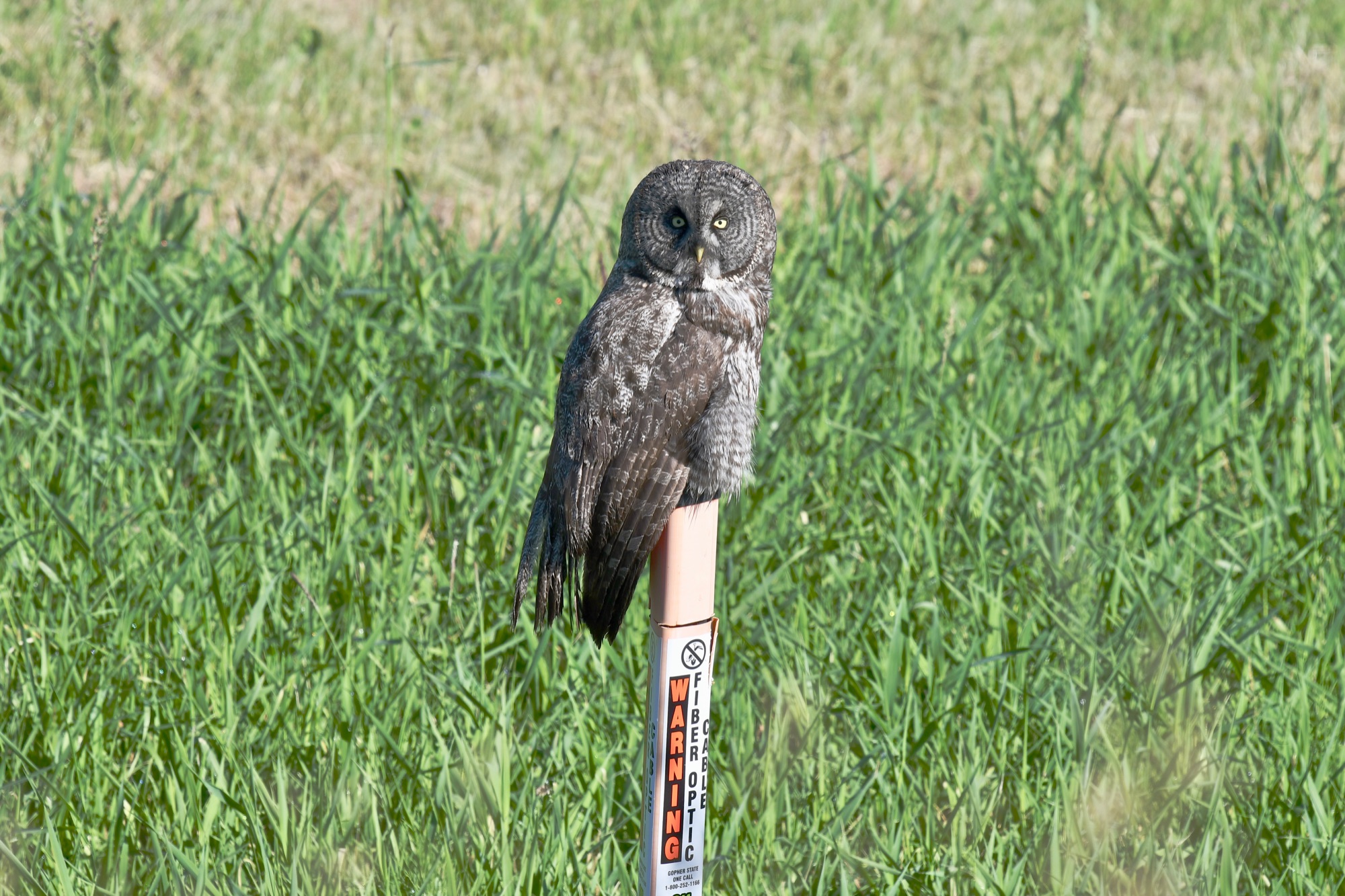 great grey Owl