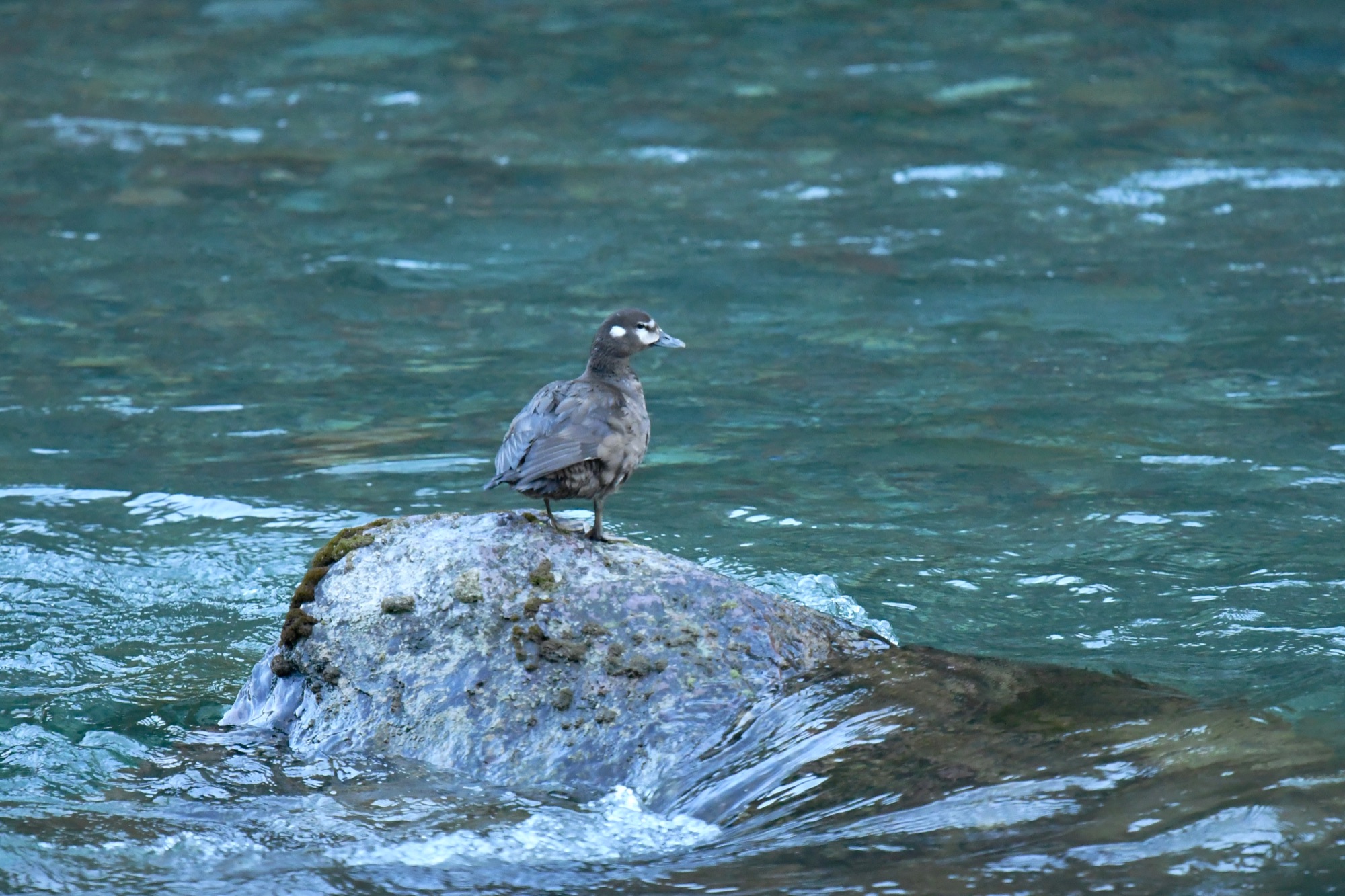 harlequin duck