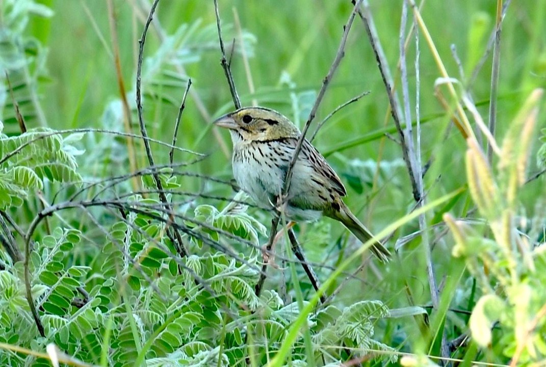 Henslow's Sparrow
