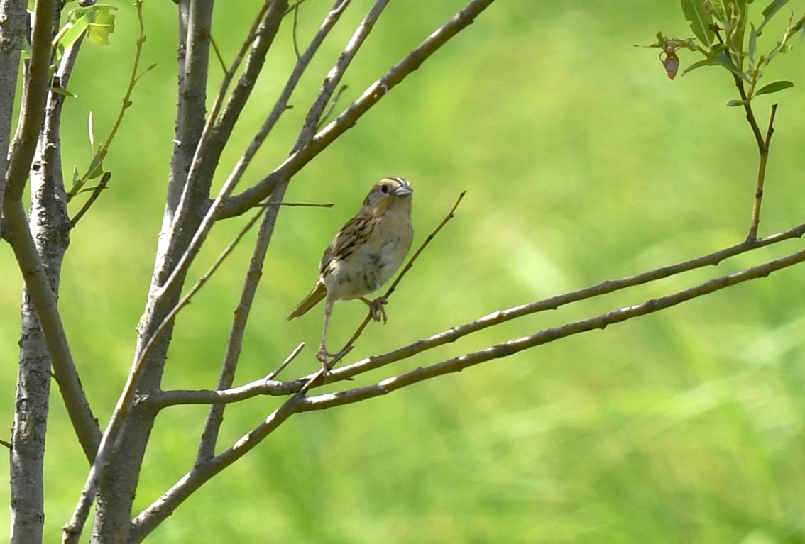 leconte's sparrow