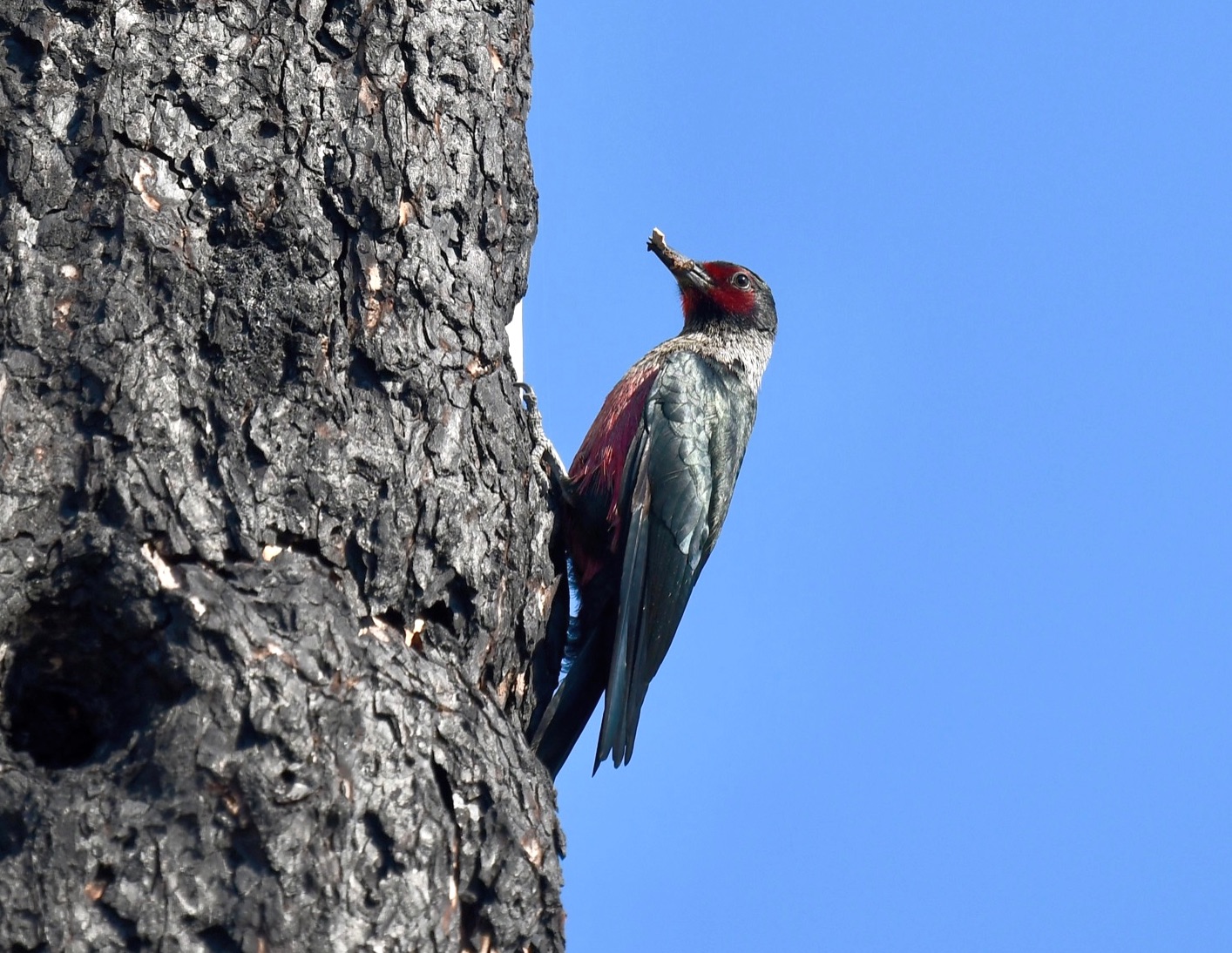 Lewis's Woodpecker