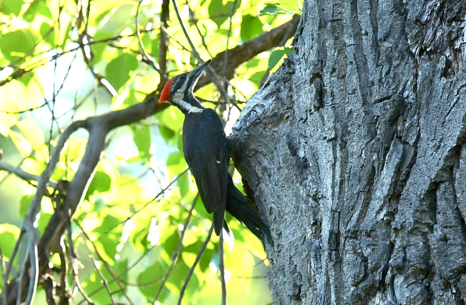 pileated woodpecker