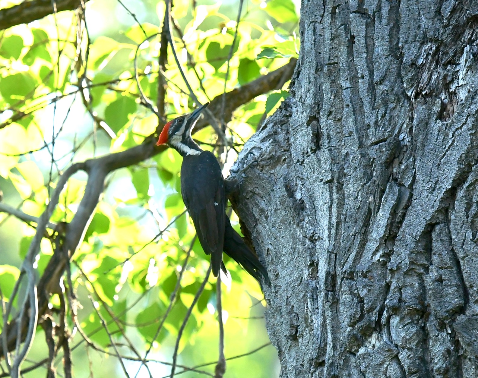 pileated woodpecker