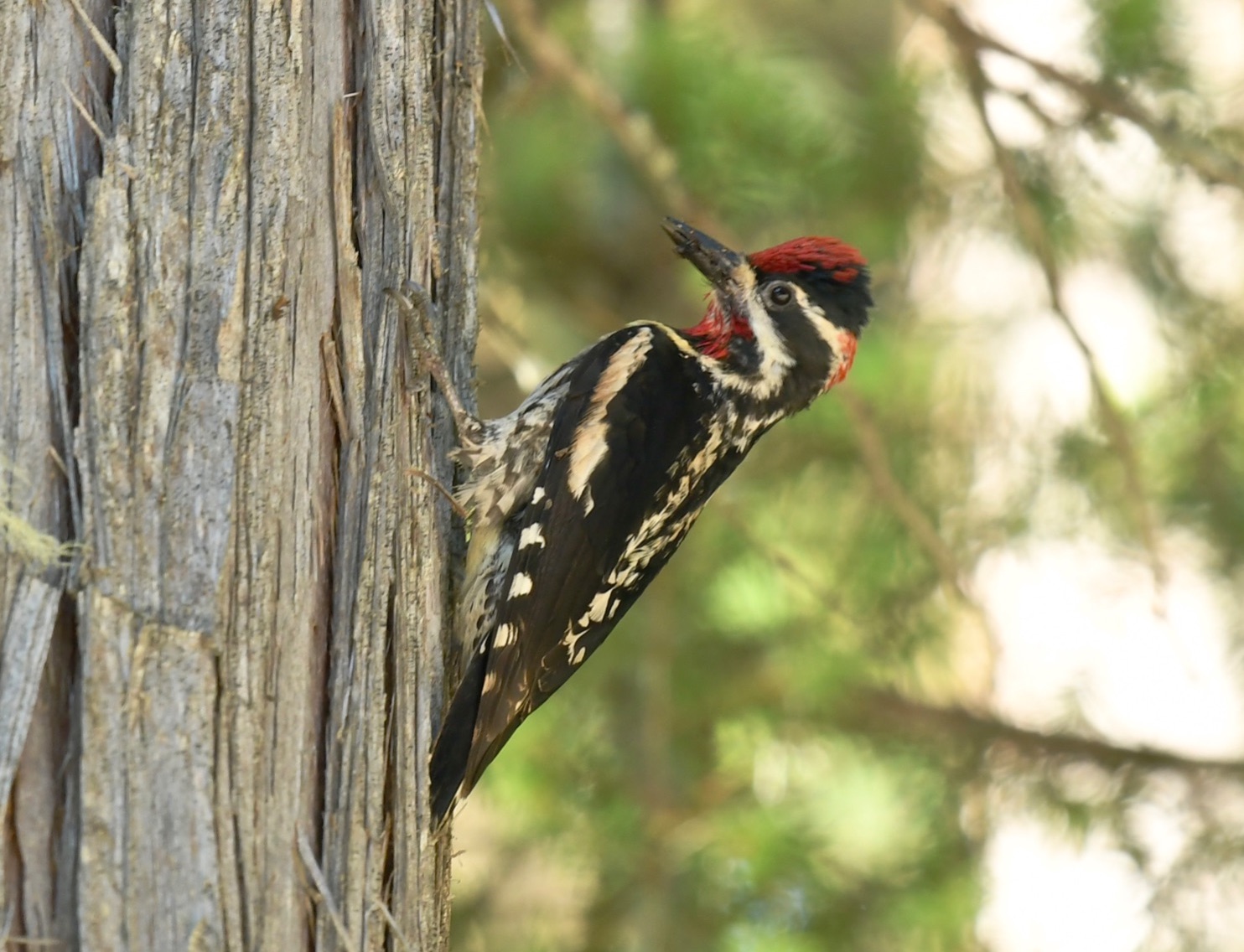 Red-naped Sapsucker