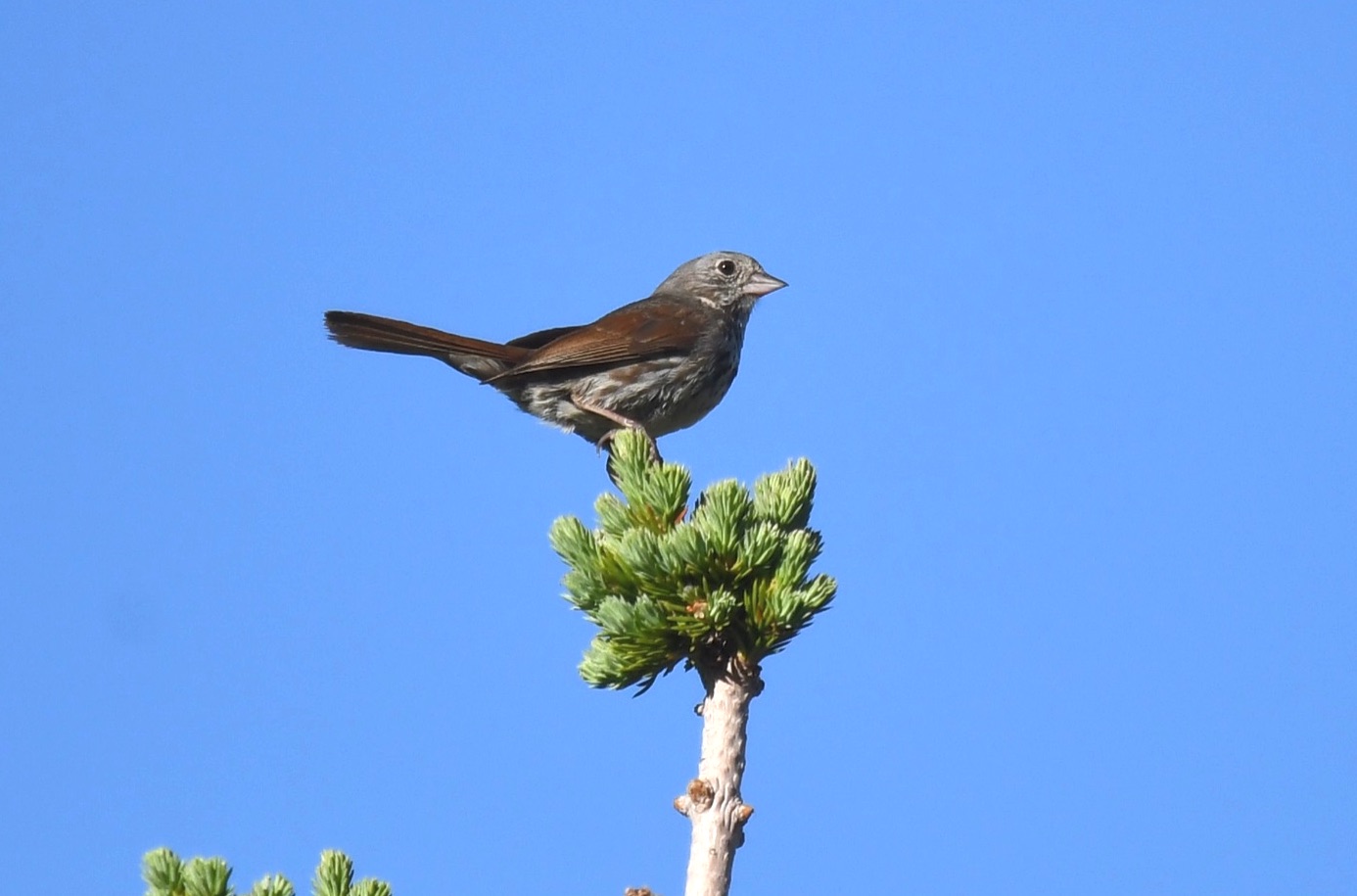 Slate-coloured Fox Sparrow