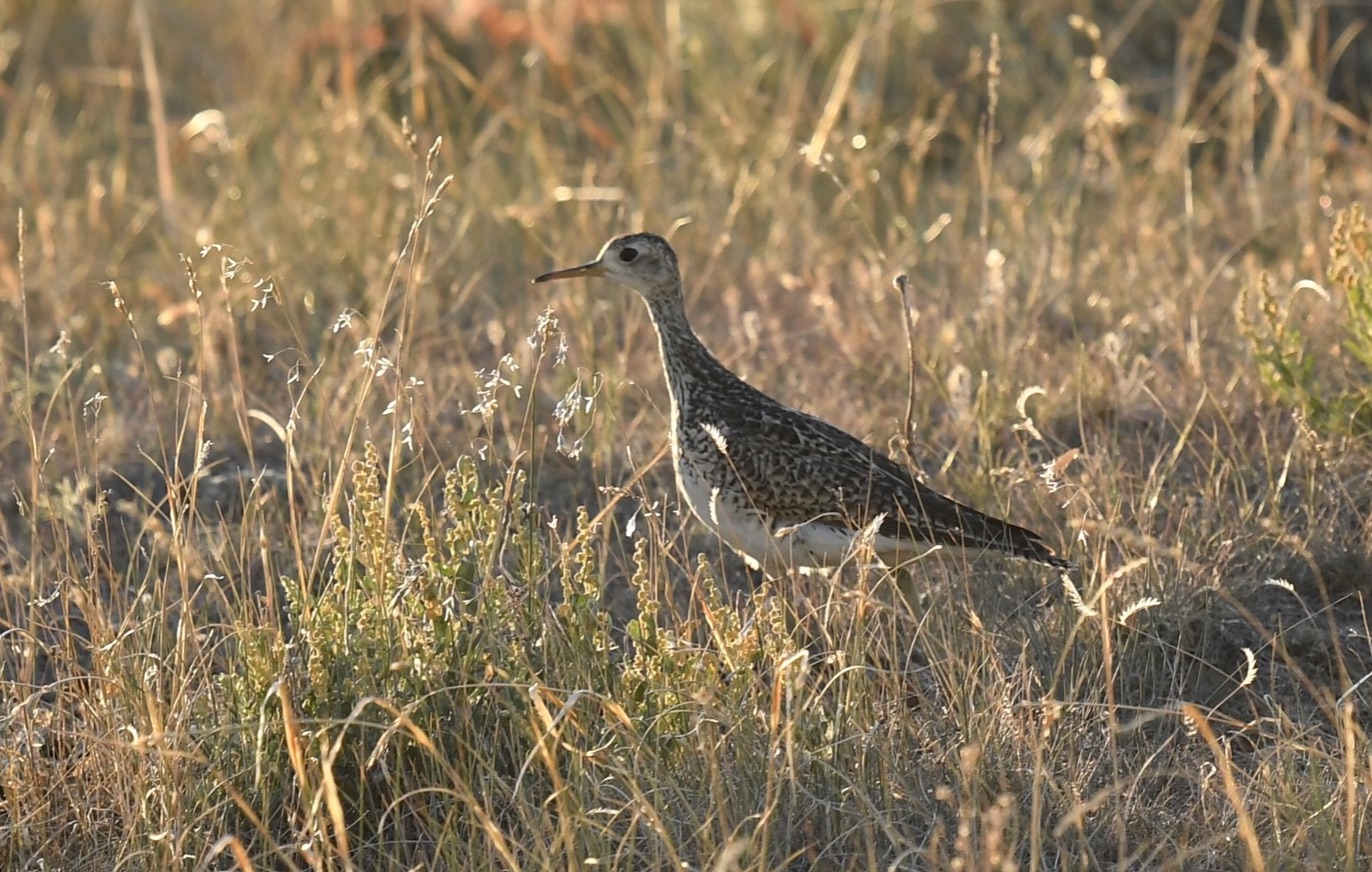 upland sandpiper