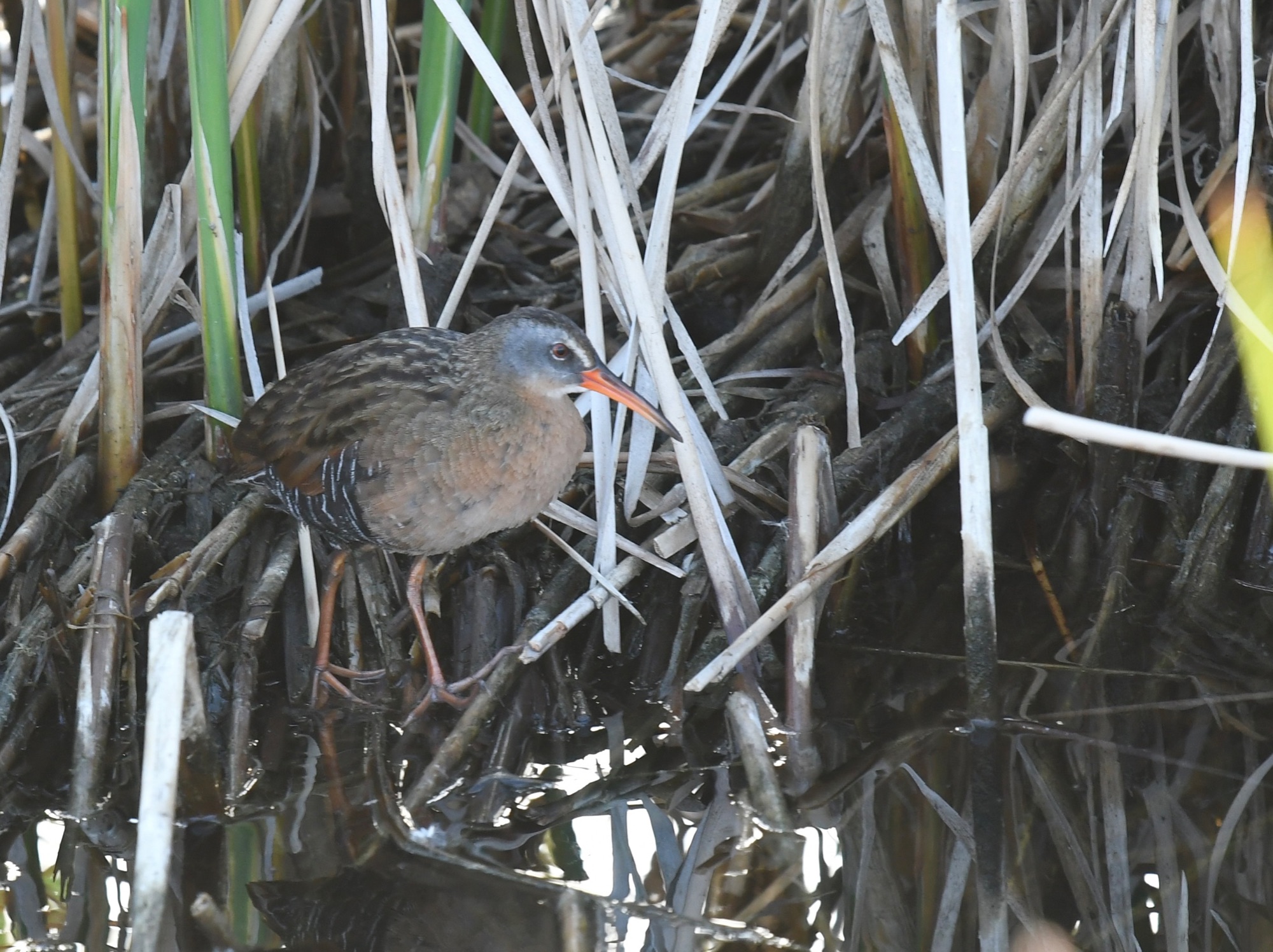 virginia Rail