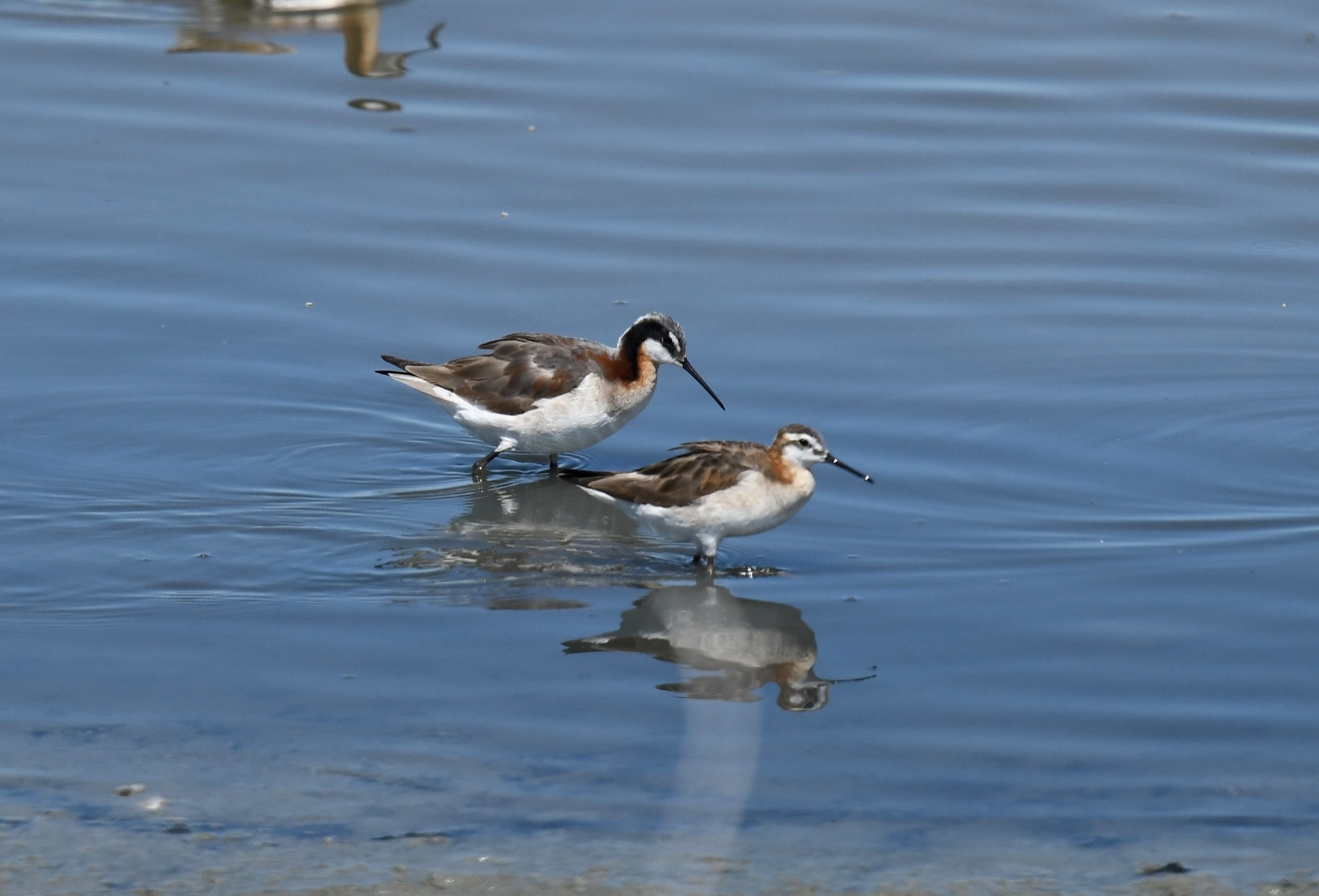 wilson's pahalaropes