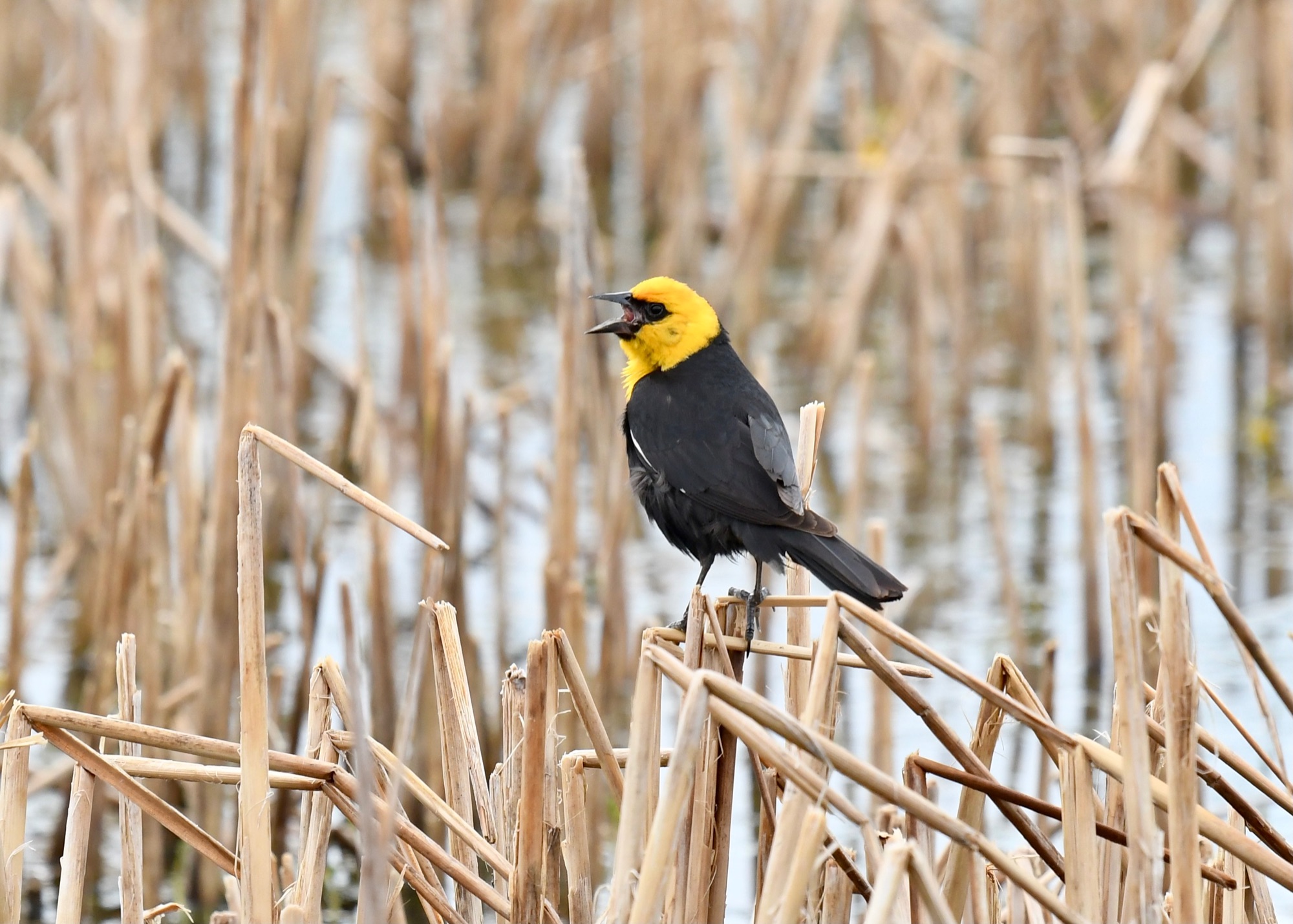 yellow-headed blackbird