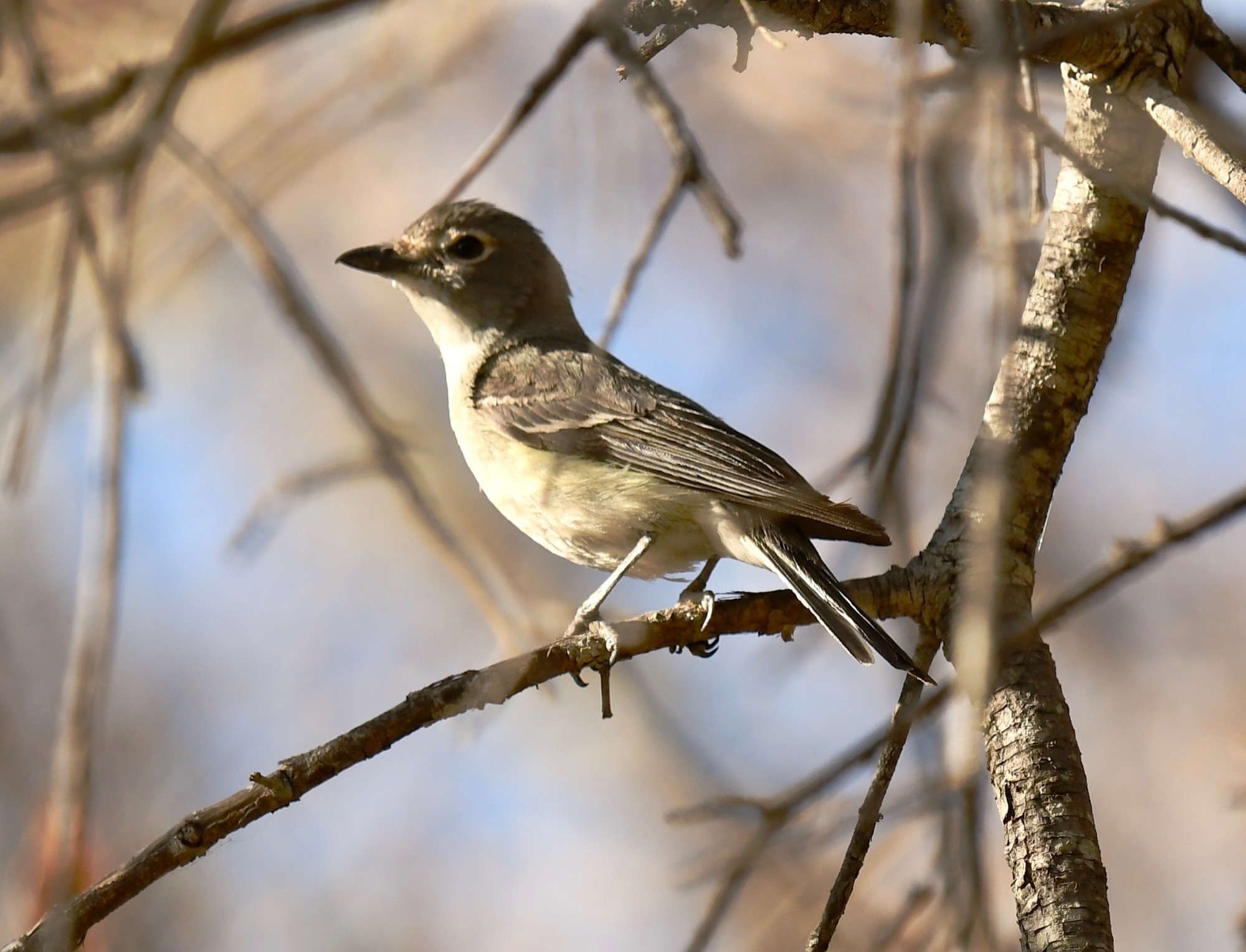 Cassin's Vireo