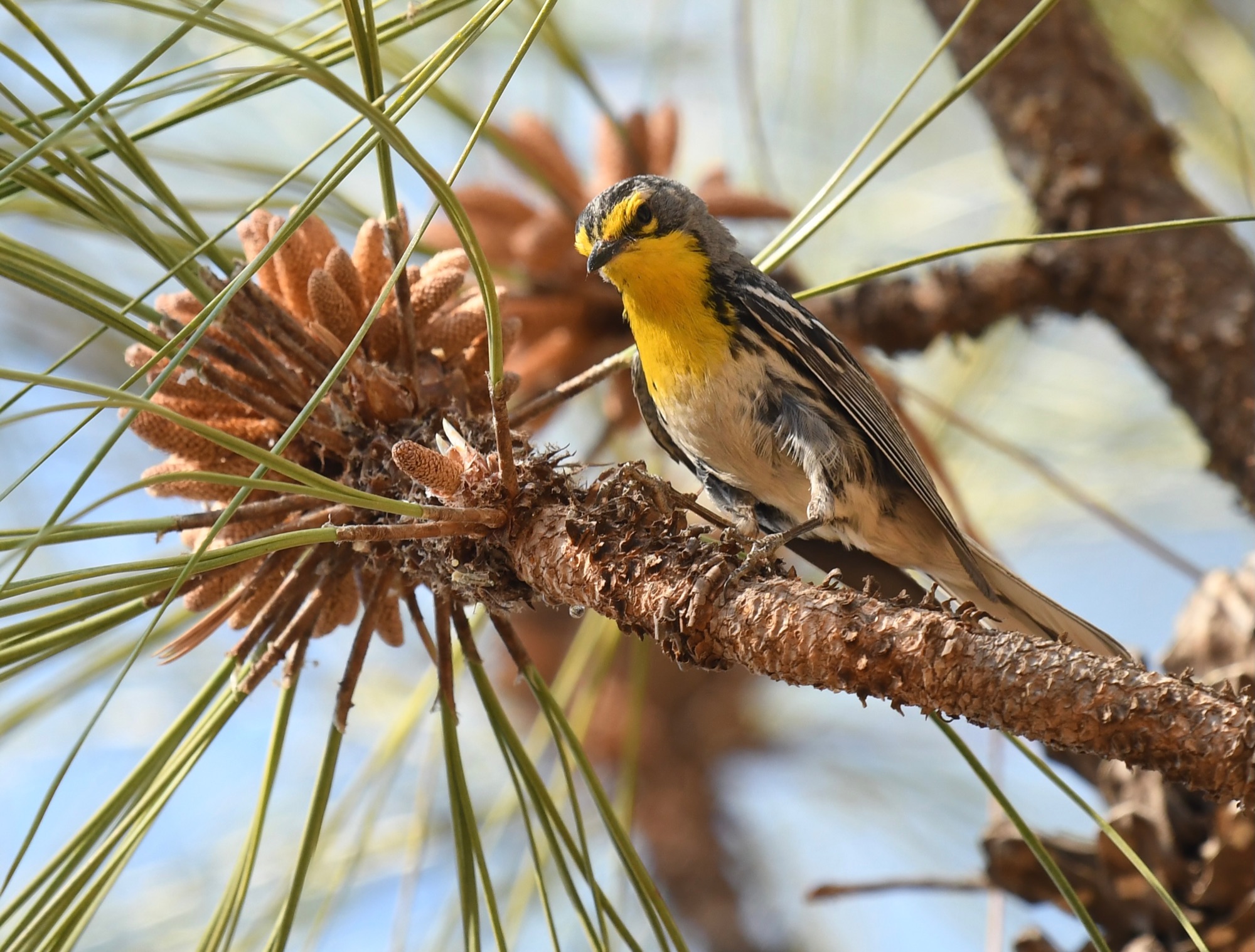 Grace's Warbler
