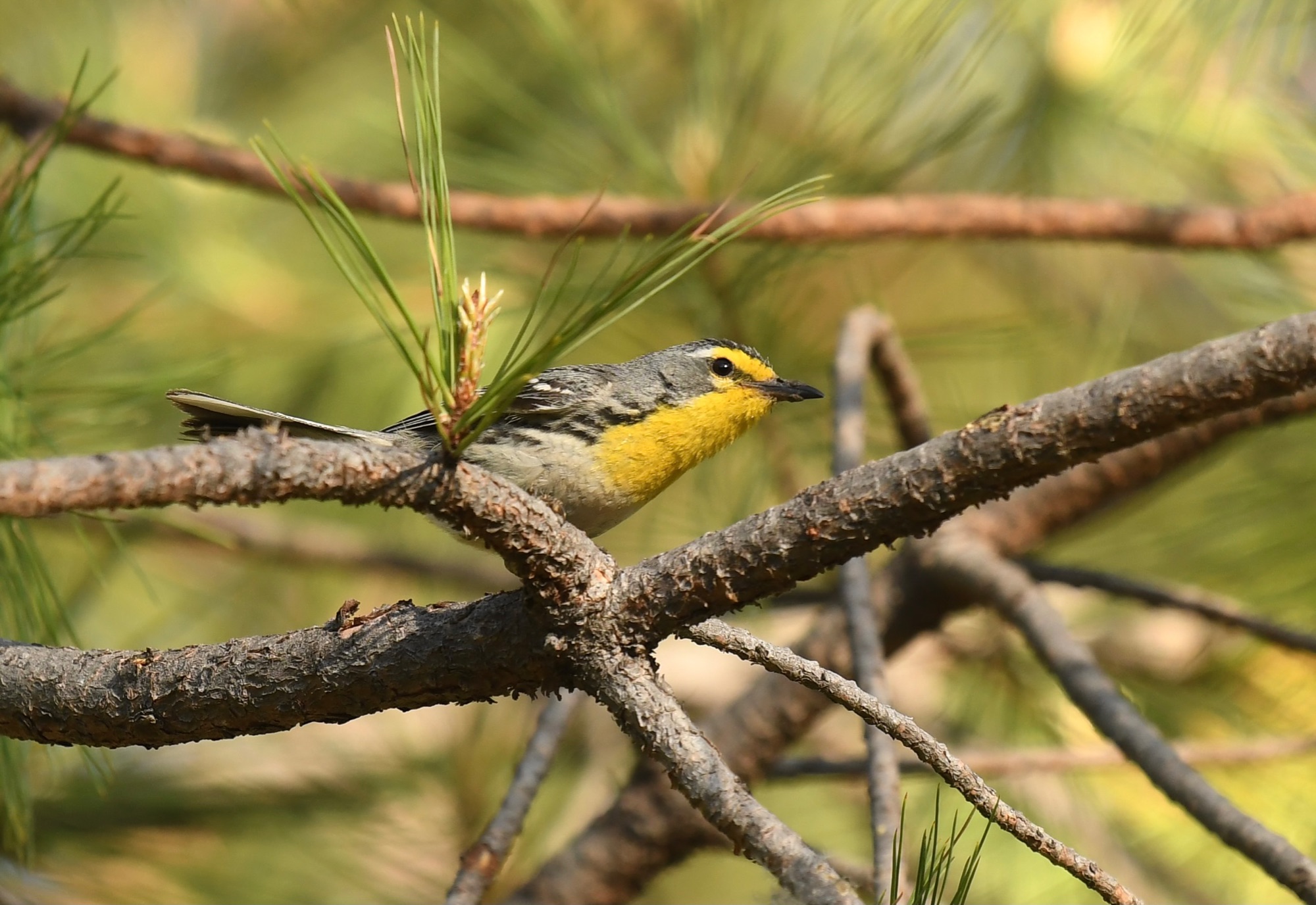 Grace's Warbler