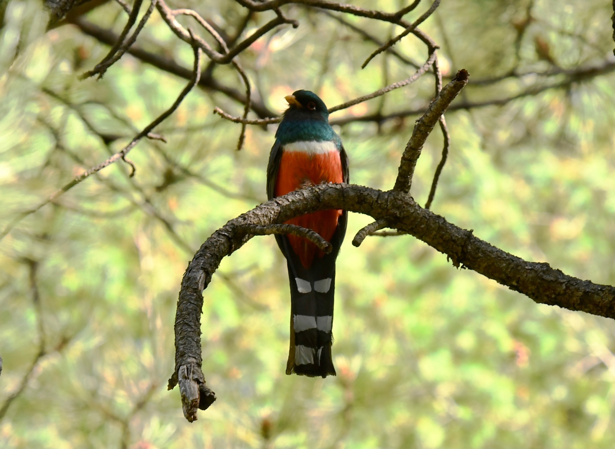 Mountain Trogon