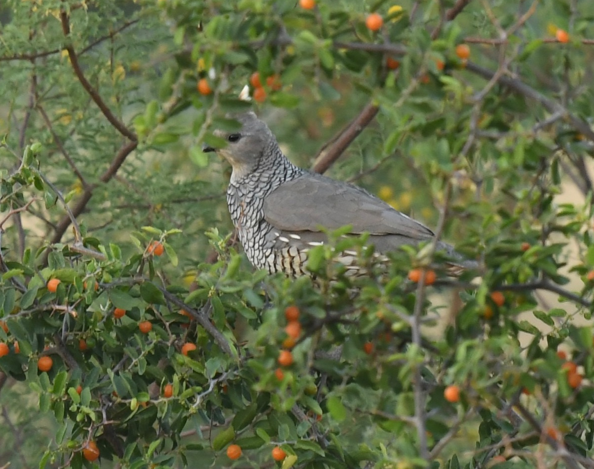 scaled quail