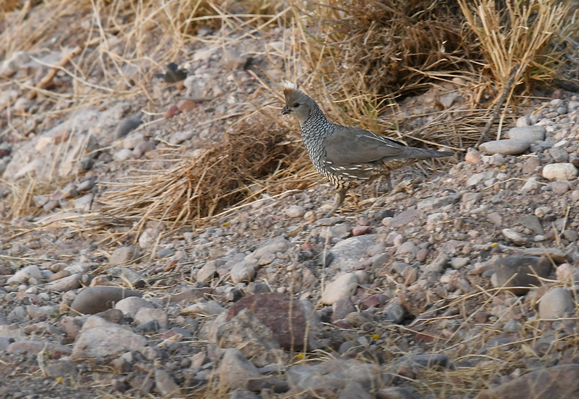 Scaled Quail