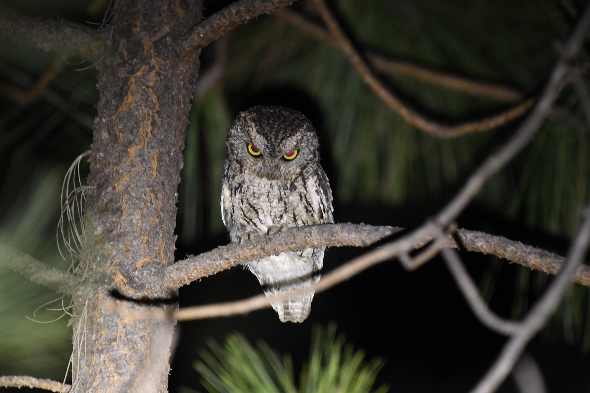 whiskered Screech Owl