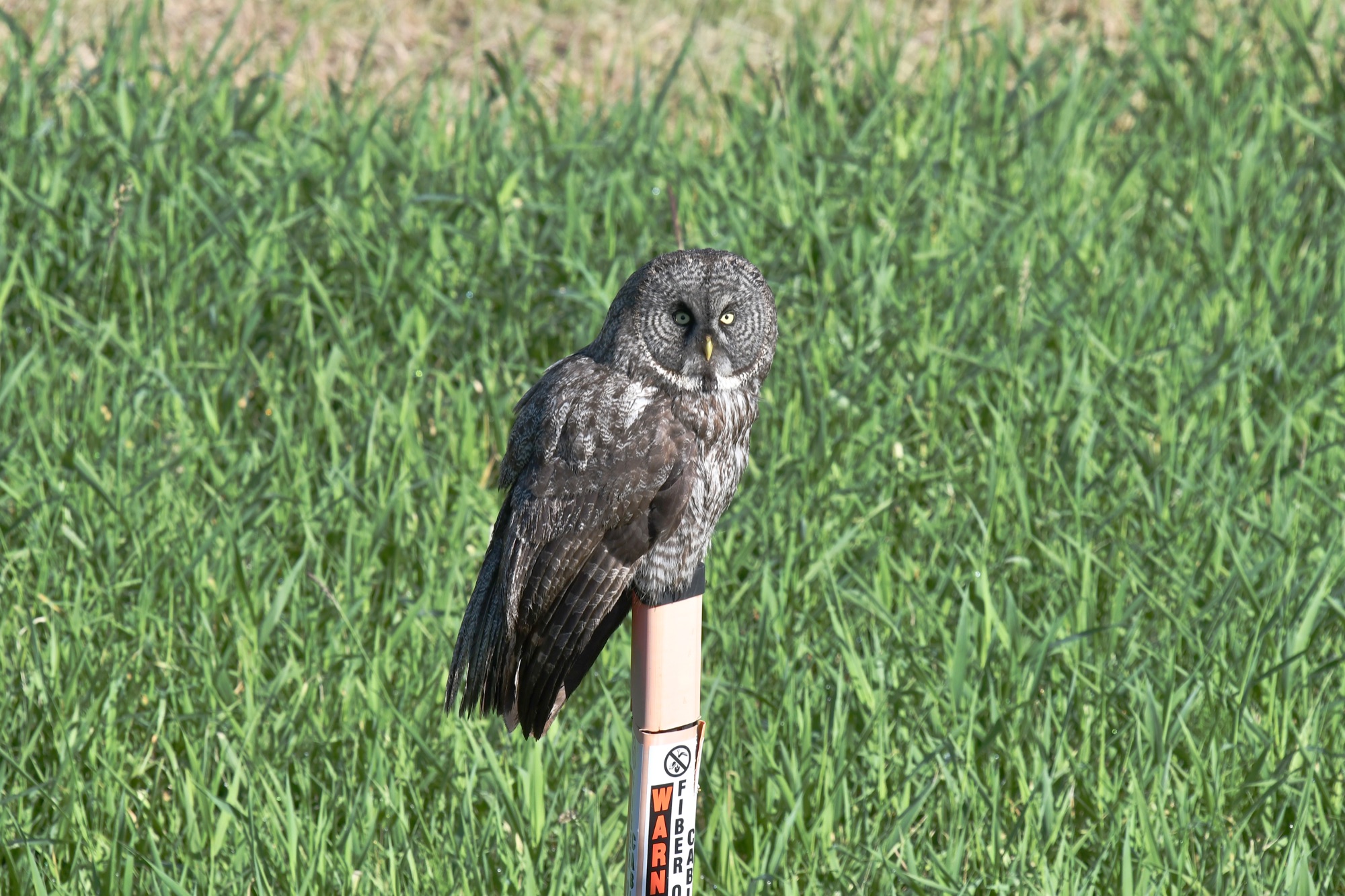 great grey owl