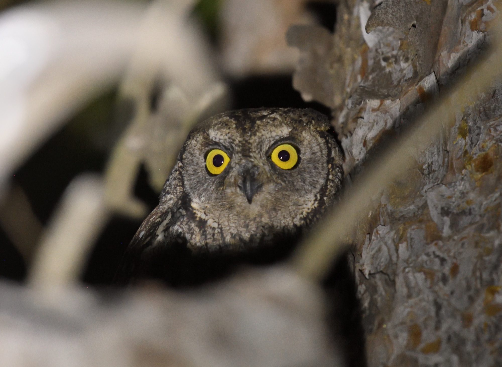 cyprus scops owl