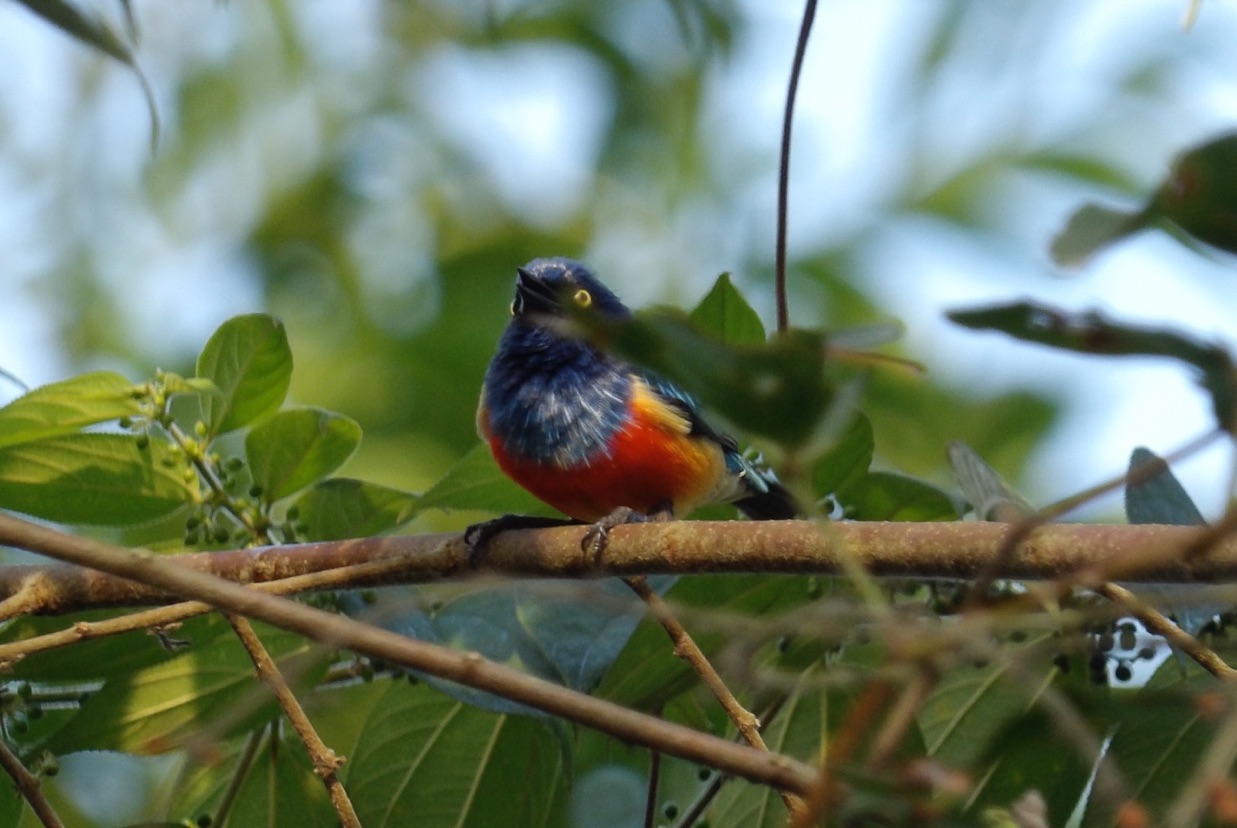 scarlet-breasted dacnis