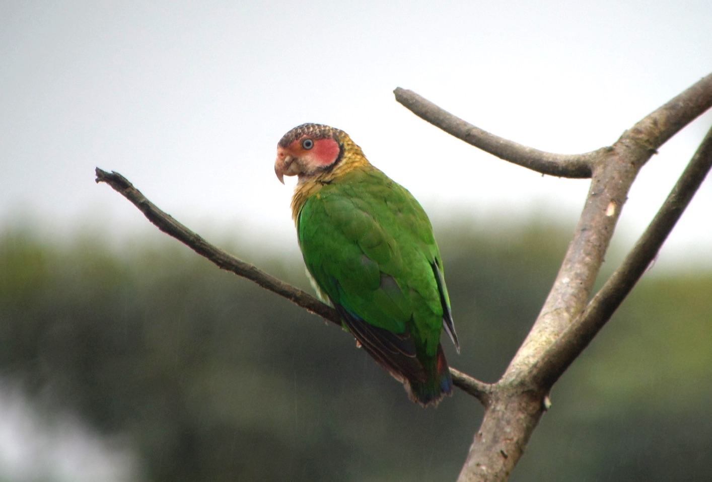 rose-faced parrot