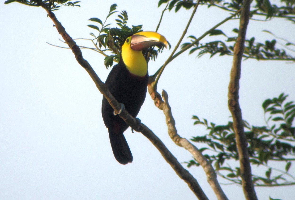 yellow-throated toucan