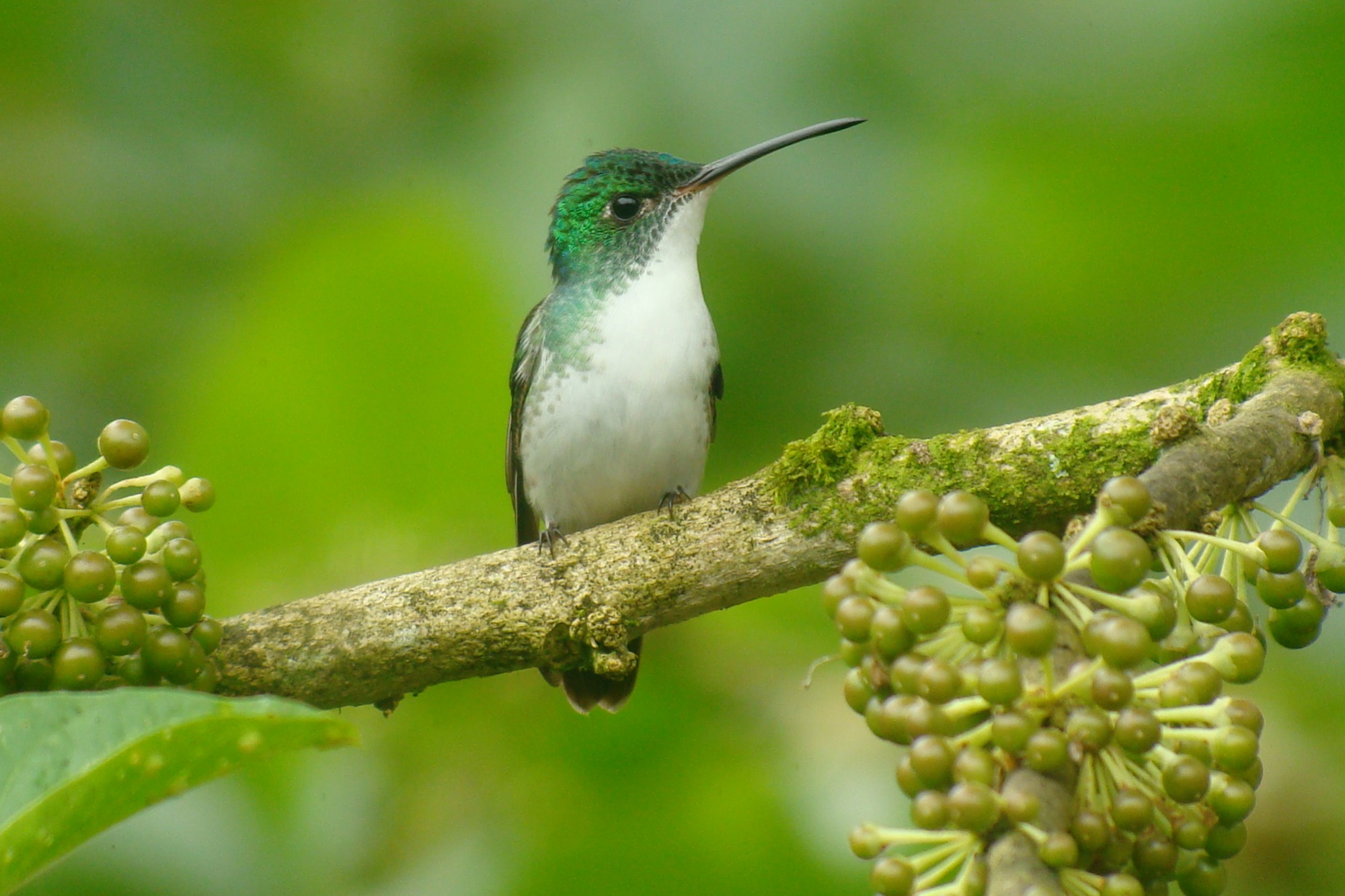 andean emerald