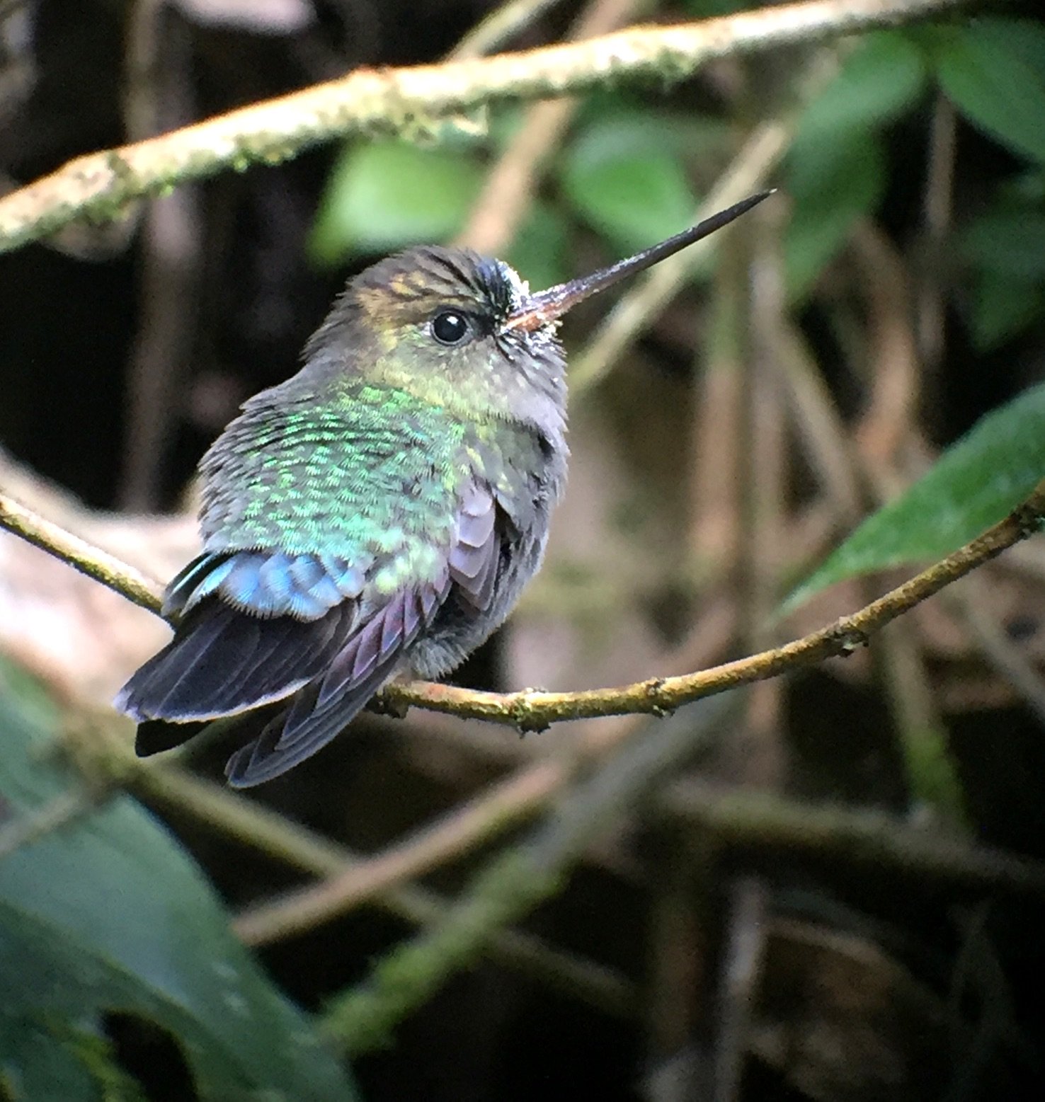 green-fronted lancebill